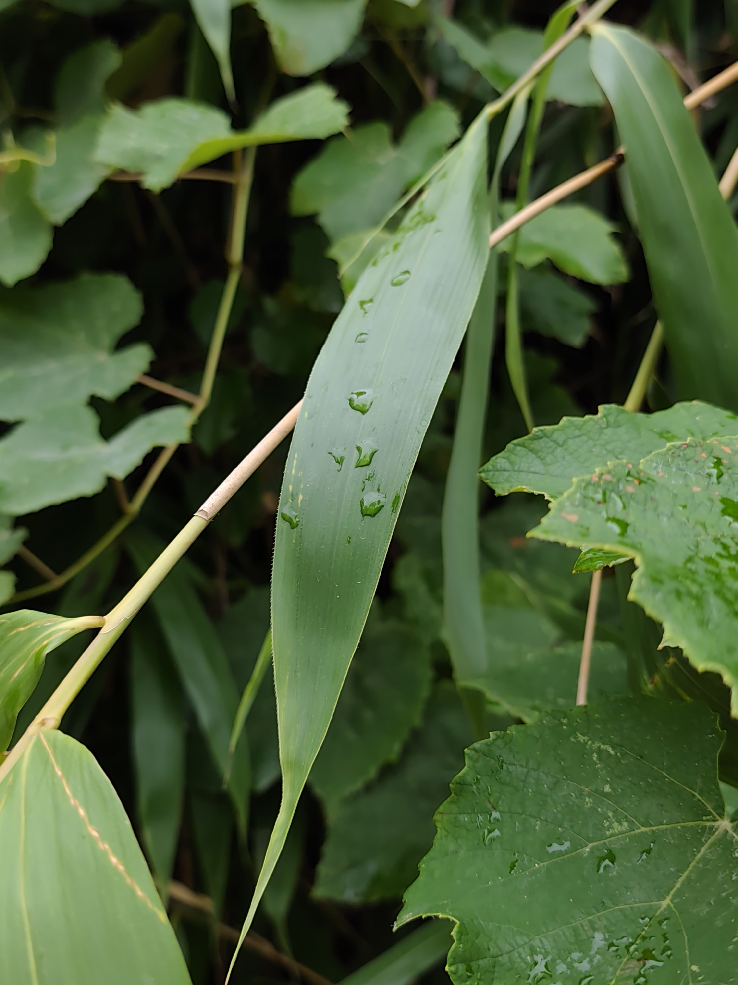 The image shows a close-up view of green leaves and stems, some of which are wet with droplets of water. The leaves vary in shape and texture, with some being long and slender like bamboo leaves, while others are broader with serrated edges. Several thin, light brown stems crisscross the frame, supporting the foliage. The background is filled with more out-of-focus green leaves, creating a dense, natural environment. No people or animals are visible. The scene appears to be in an outdoor setting, likely a garden or natural area. The metadata does not specify a location within Oryol-Izumrud, Russia, so this detail cannot be provided.