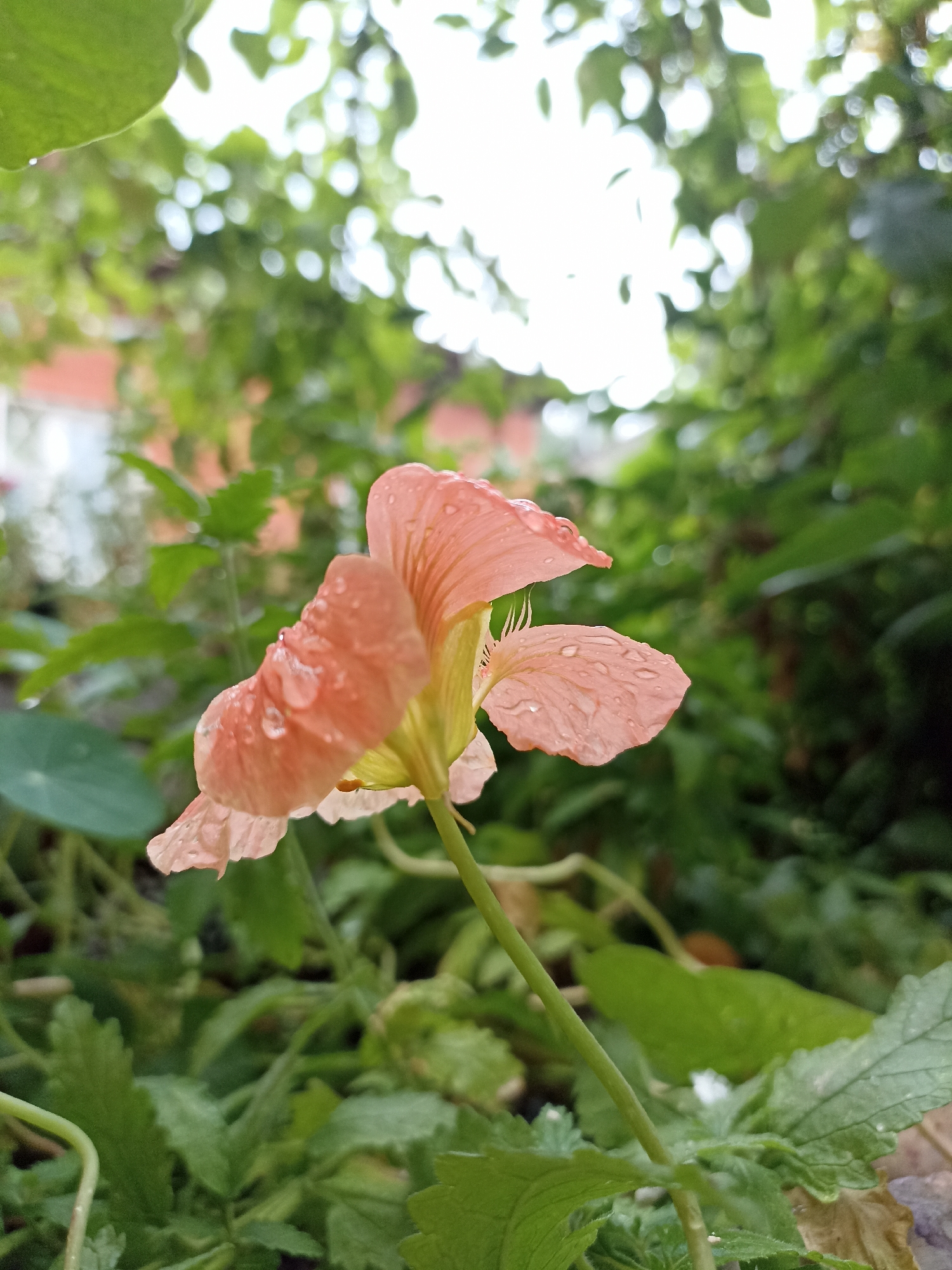 A close-up, low-angle shot shows a single, delicate, light-peach colored flower with water droplets on its petals. The flower is in focus, with its stem clearly visible. The background is a blur of green foliage and bright white sky. The blurred foliage suggests a garden or natural setting. The image provides no specific indicators of location within Mochische, Russia.