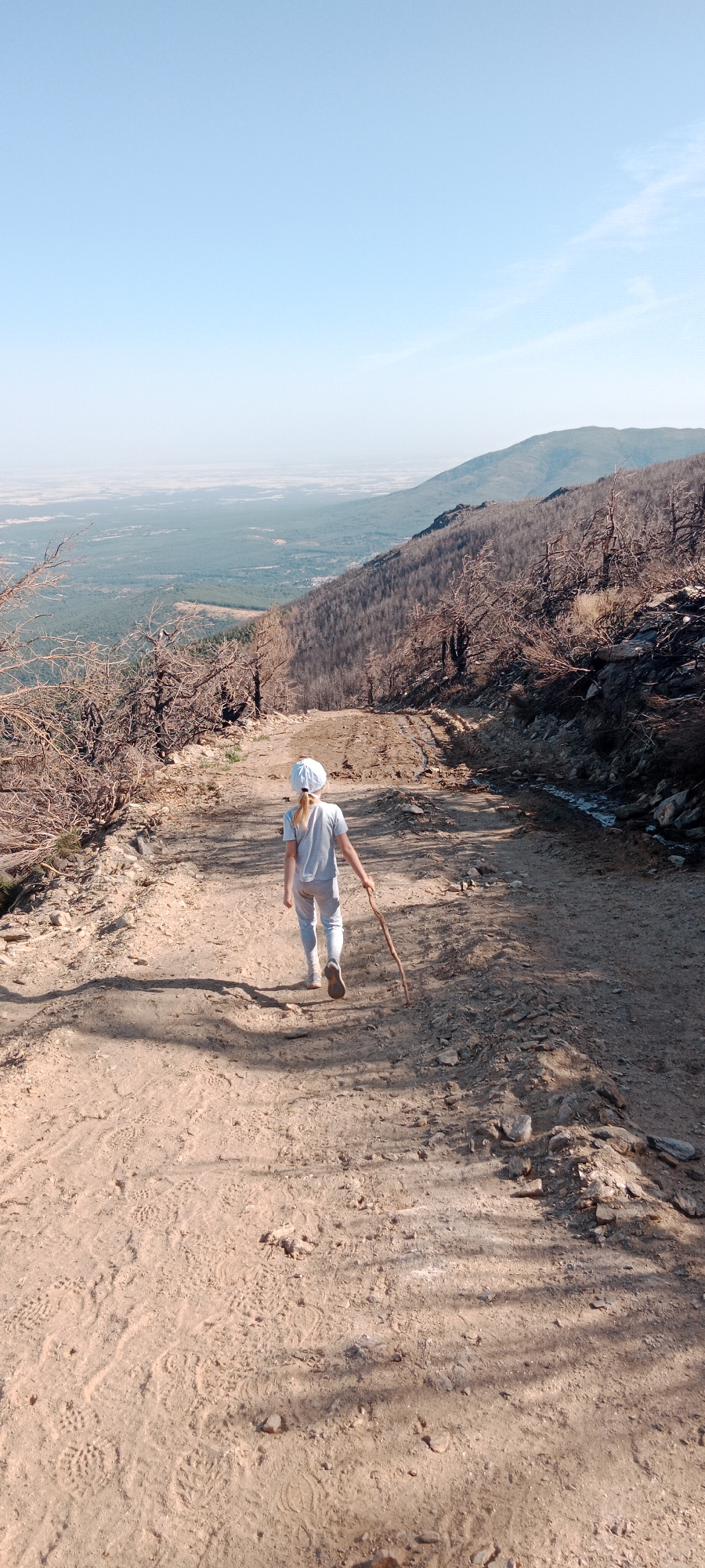 A young girl with blonde hair, wearing a light-colored t-shirt, light-colored pants, a light-colored hat, and light-colored shoes, walks away from the camera on a dirt path. She carries a stick in her right hand. The path is dusty and has tire tracks and footprints imprinted in the dirt. The path is flanked by dry, bare trees on the left and a slope covered in charred trees and sparse vegetation on the right. In the background, a valley stretches out, covered in green trees and some lighter-colored areas, possibly fields. Beyond the valley, mountains are visible under a clear, light blue sky. The scene appears to be in a rural, mountainous area, consistent with the landscape around Cerezo de Arriba, Spain, likely in a region that has experienced a wildfire.