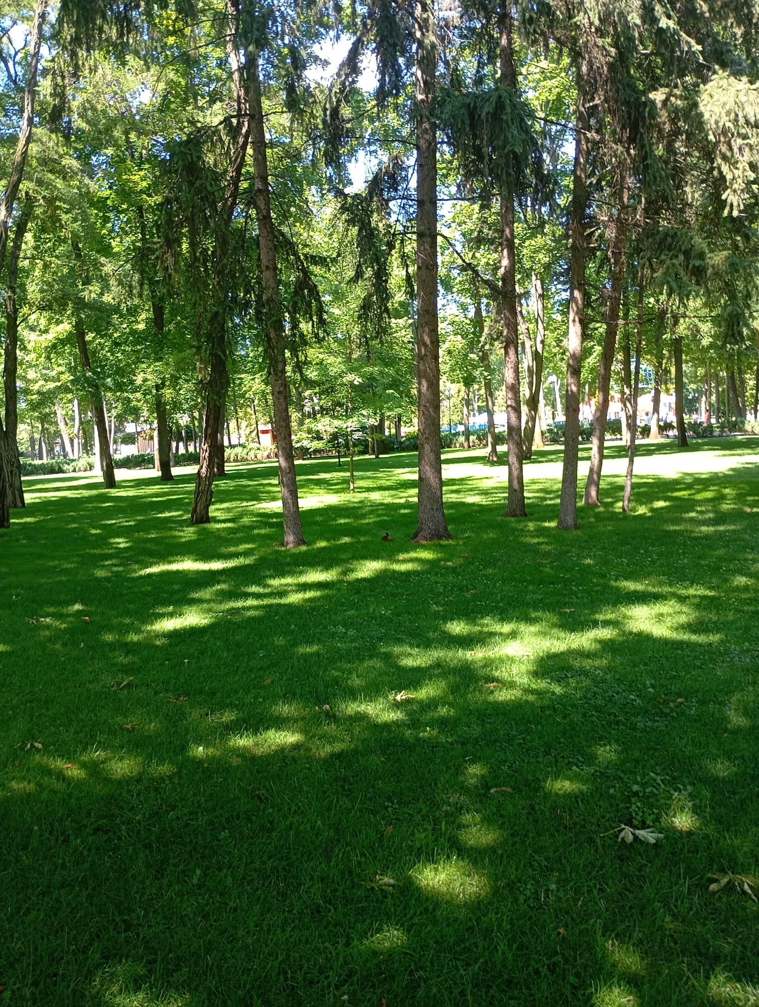 A sun-dappled grassy area within a park in Kharkiv, Ukraine, is depicted in this image. The foreground is dominated by a well-maintained lawn, with patches of sunlight and shadow cast by the surrounding trees. Several tall, mature trees with rough bark and lush green foliage are visible, creating a dense canopy overhead. In the middle ground, the trees are more densely packed, and hints of park infrastructure, such as benches and possibly pathways, can be discerned through the foliage. The background reveals a further expanse of greenery, suggesting a larger park or wooded area. No people or animals are clearly visible in the frame. The overall impression is one of a serene and verdant urban green space.