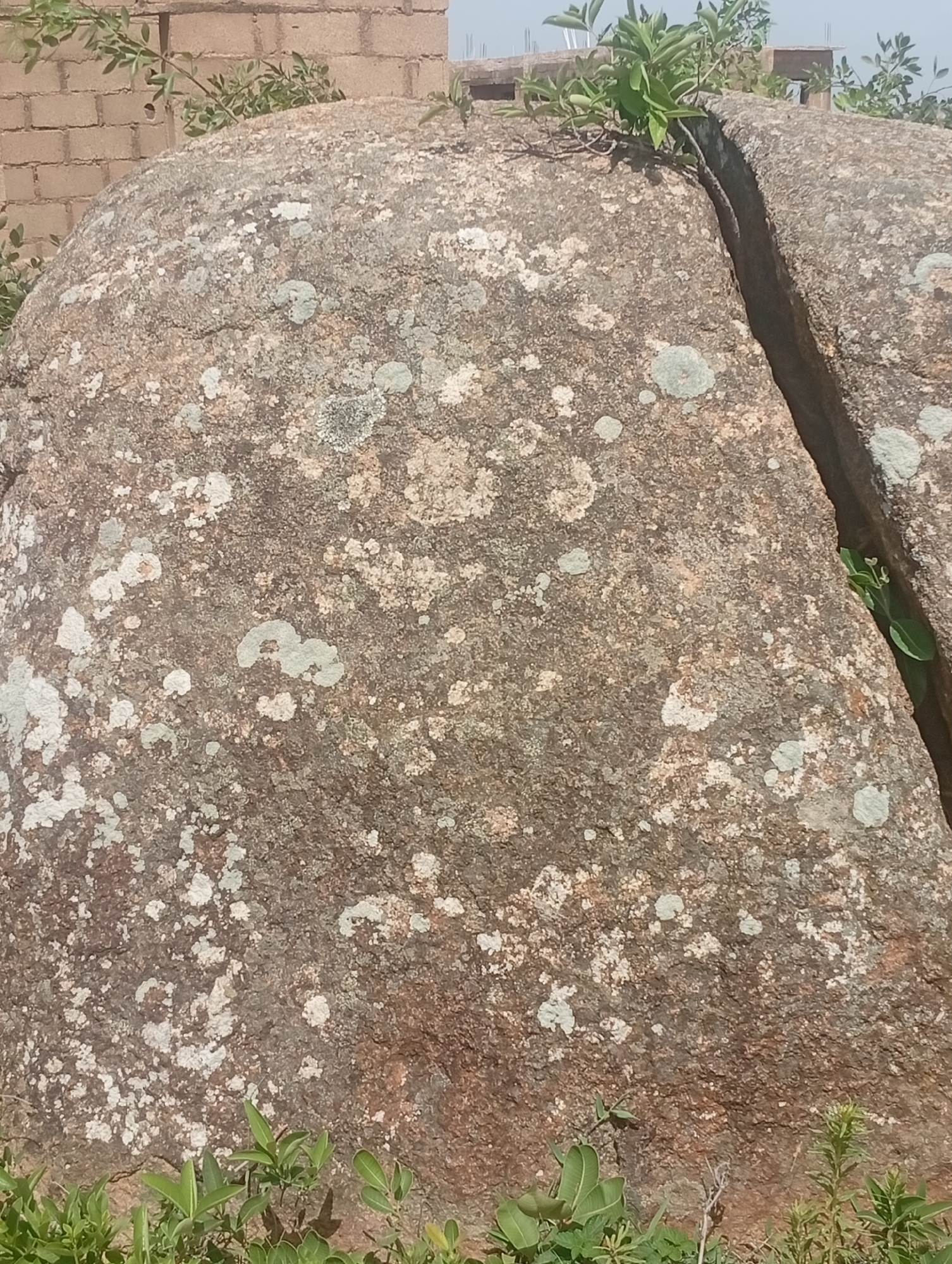 This is a medium-close shot of a large, weathered rock with lichen and moss growing on its surface. The rock is a reddish-brown color with patches of white and light green lichen. A deep crack runs down the right side of the rock, revealing some small green plants growing in the crevice. In the background, a brick wall is visible, along with more greenery and what appears to be construction in progress. The lighting suggests it is daytime. The scene is outdoors, likely in a natural or semi-developed area, given the rock formation and the construction elements. There is no text visible in the image.
