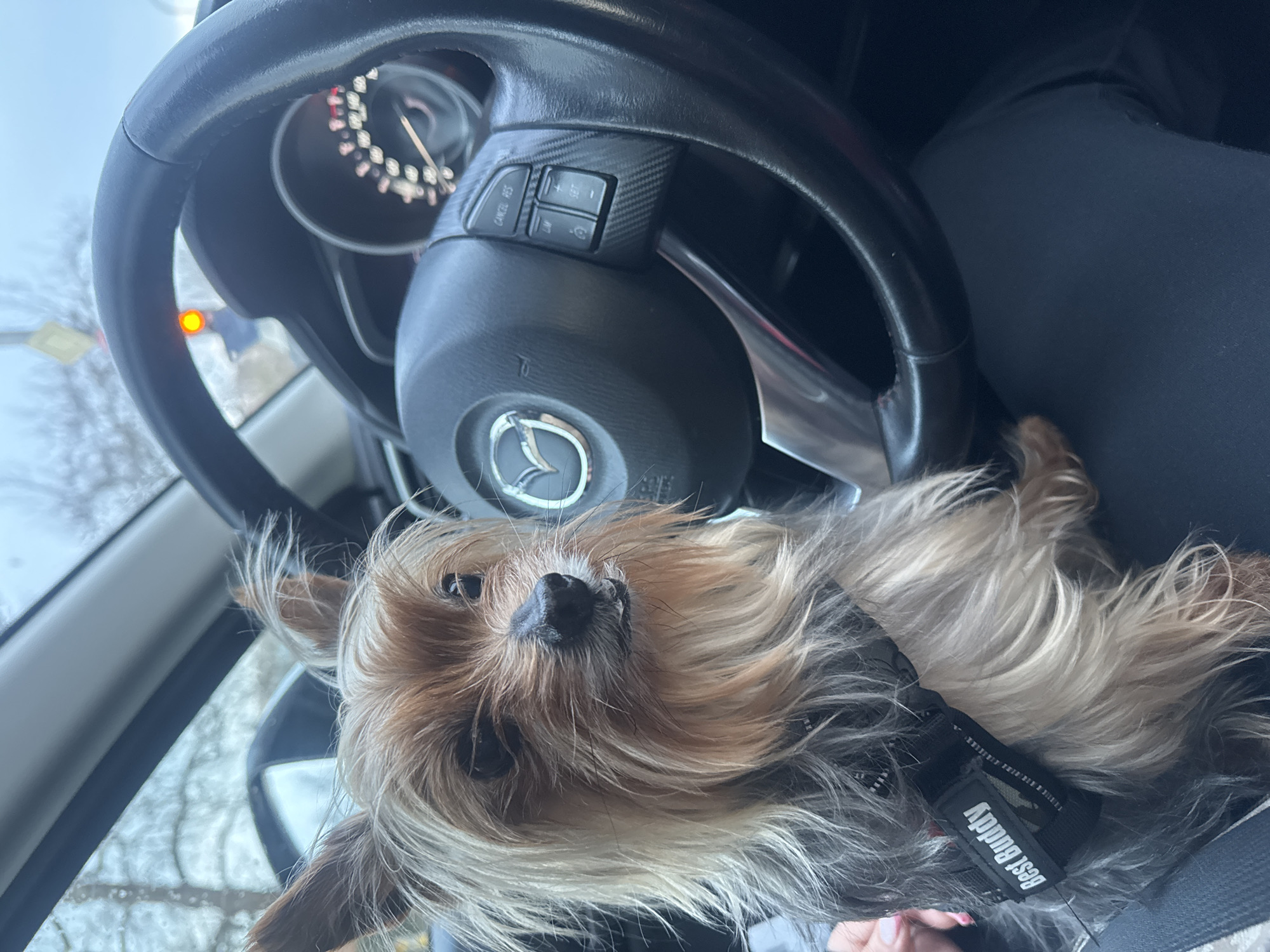 A tan and gray silky terrier dog wearing a black harness that reads "Best Buddy" is sitting on a person's lap inside a car. The steering wheel is in the foreground, with the logo of Mazda visible. The car's dashboard and window are visible in the background. The city is not determinable from the image.