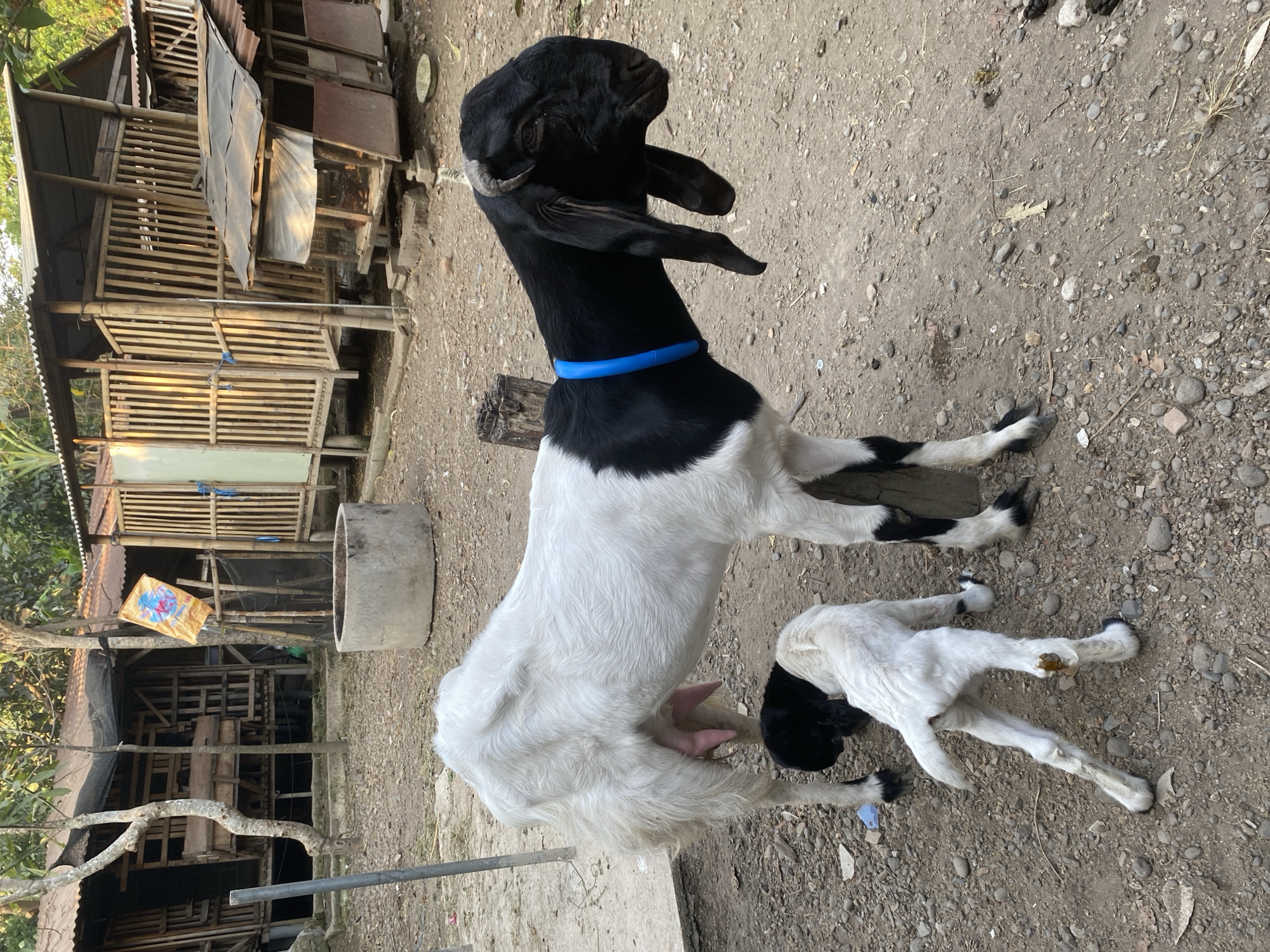 In Rembangkepuh, Indonesia, a mother goat with black and white fur, wearing a blue collar, stands beside her white kid. The mother goat has large, drooping ears and short horns, and her udder is visible. The kid is small and white with black markings on its legs and head. They are standing on a dirt ground with scattered stones and dried leaves. In the background, there are several wooden structures, possibly animal shelters, constructed from bamboo and corrugated metal roofing. A concrete water trough is also present. The scene appears to be an outdoor farm or rural area.