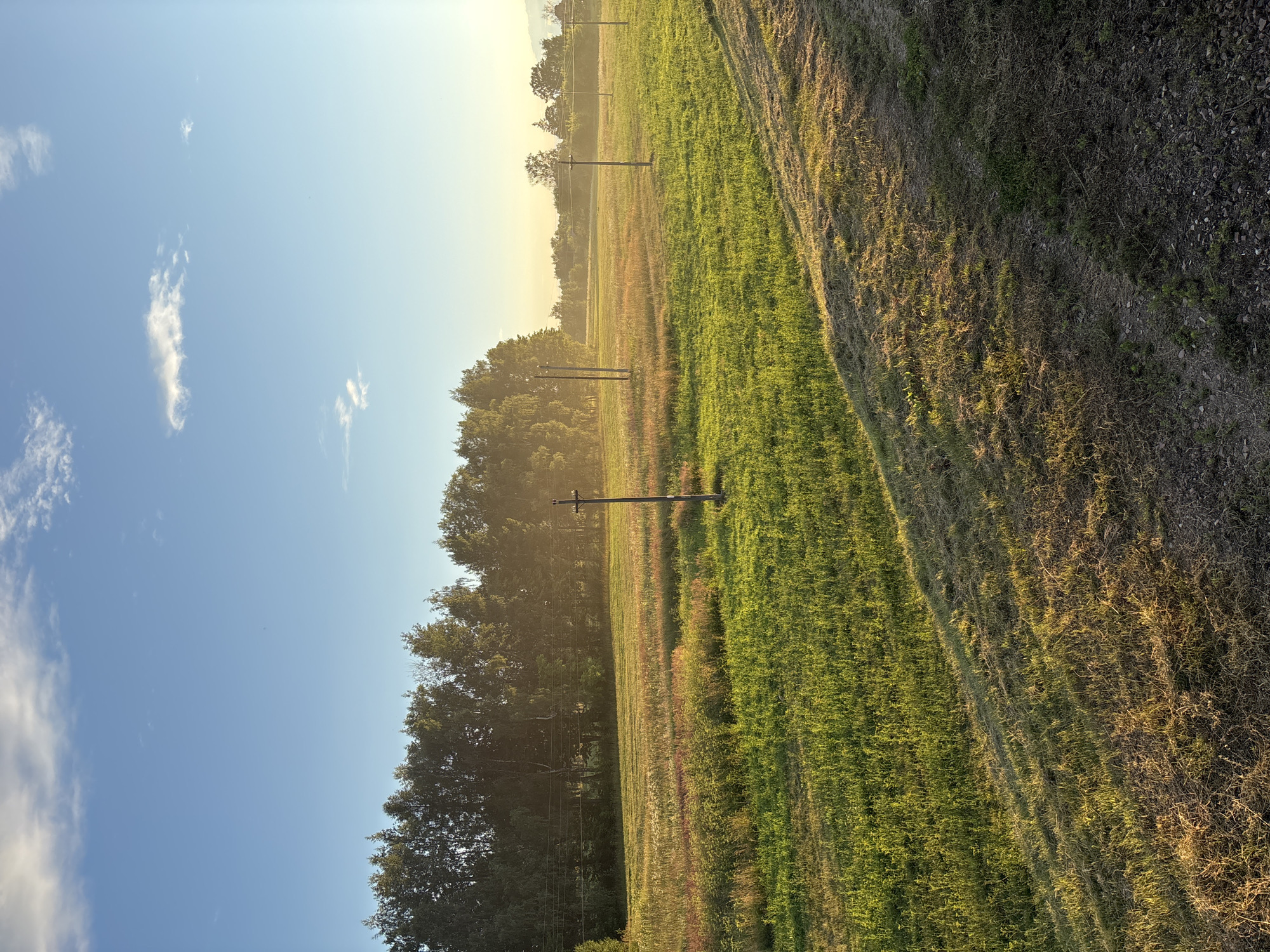 The image depicts an outdoor scene in a rural area, likely during late afternoon or early evening. A sun-drenched field of green grass and wild vegetation stretches across the foreground and middle ground. The field is characterized by varying textures and colors of grass, with some areas appearing more lush and vibrant, while others show drier, straw-like stalks. Several tall, thin, dark poles, possibly utility poles or fence posts, are visible sparsely distributed across the field. In the background, a dense line of trees forms a dark green border, their foliage illuminated by the setting sun. The sky is a clear blue, with a few wispy white clouds present towards the top left. The overall impression is one of a peaceful, natural landscape bathed in warm, golden light. No people or animals are visible in the frame.