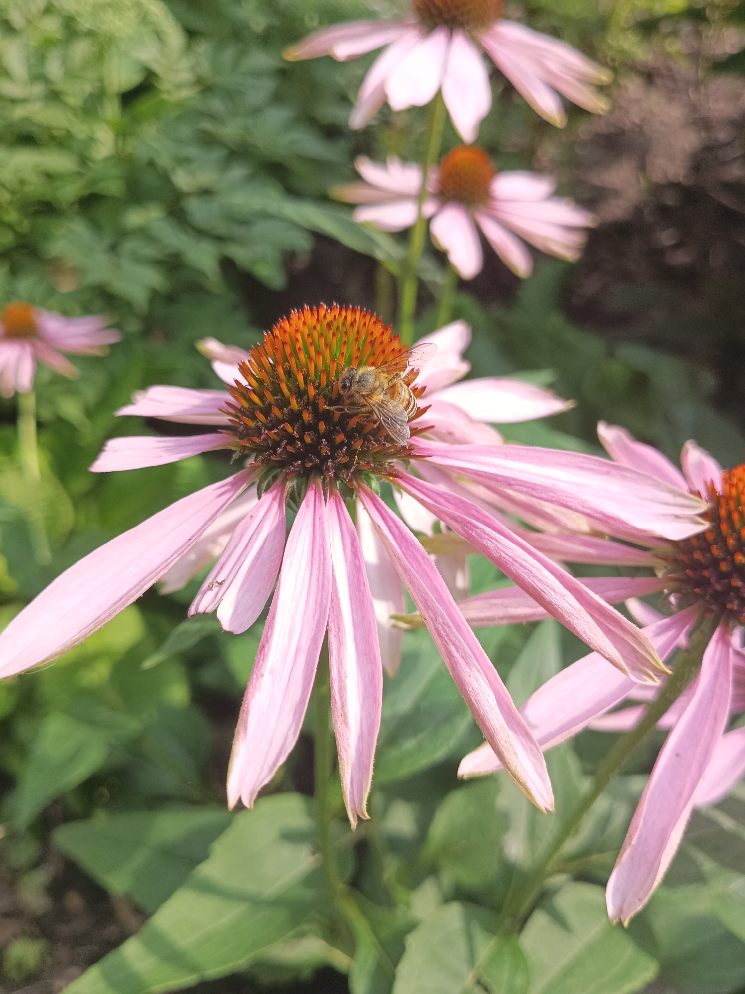 In Shumerlya, Russia, a close-up shot captures a bee actively foraging on the central cone of a pink coneflower. The bee is positioned on the textured, orange-brown center of the flower, with its body slightly angled. The coneflower's delicate pink petals, which are elongated and somewhat drooping, surround the central cone. In the background, other coneflowers are visible, some in focus and others softly blurred, along with lush green foliage and hints of darker soil. The lighting suggests a sunny day, casting subtle shadows and highlighting the textures of the flower and the bee.