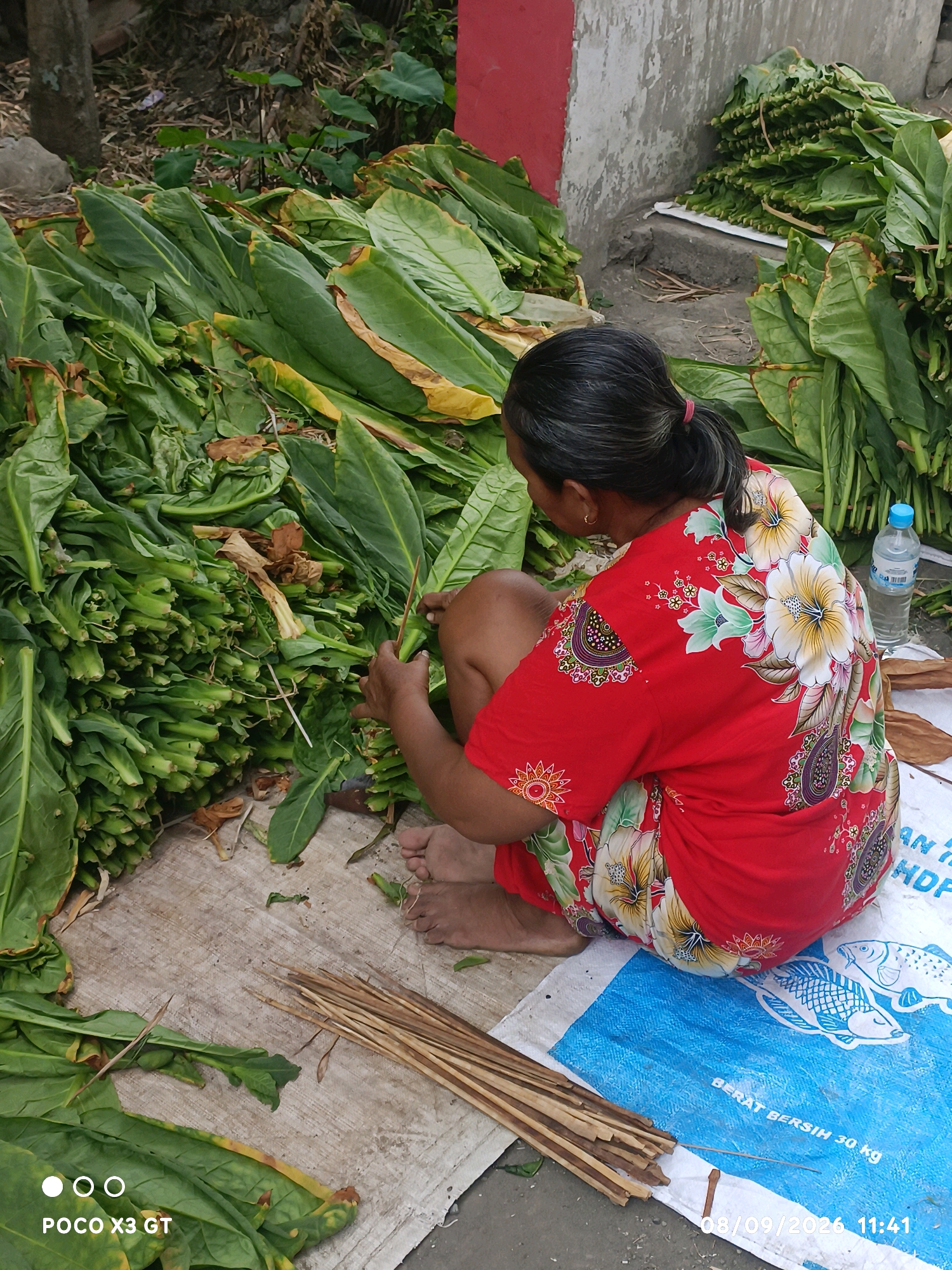 In Banjar Dowo, Indonesia, a woman with dark hair tied in a ponytail sits on a light-colored tarp next to a large pile of green leaves, possibly harvested tobacco. She wears a vibrant red dress adorned with a floral pattern featuring large white and yellow hibiscus flowers. Her hands are occupied with the leaves, suggesting she is sorting or processing them. Beside her, a bundle of thin wooden sticks lies on the tarp. In the background, more piles of leaves are visible, along with a textured wall and a red-painted structure. A blue water bottle stands to the right of the woman. The ground appears to be dirt or sand. The overall scene depicts a processing activity related to agricultural produce in an outdoor setting.