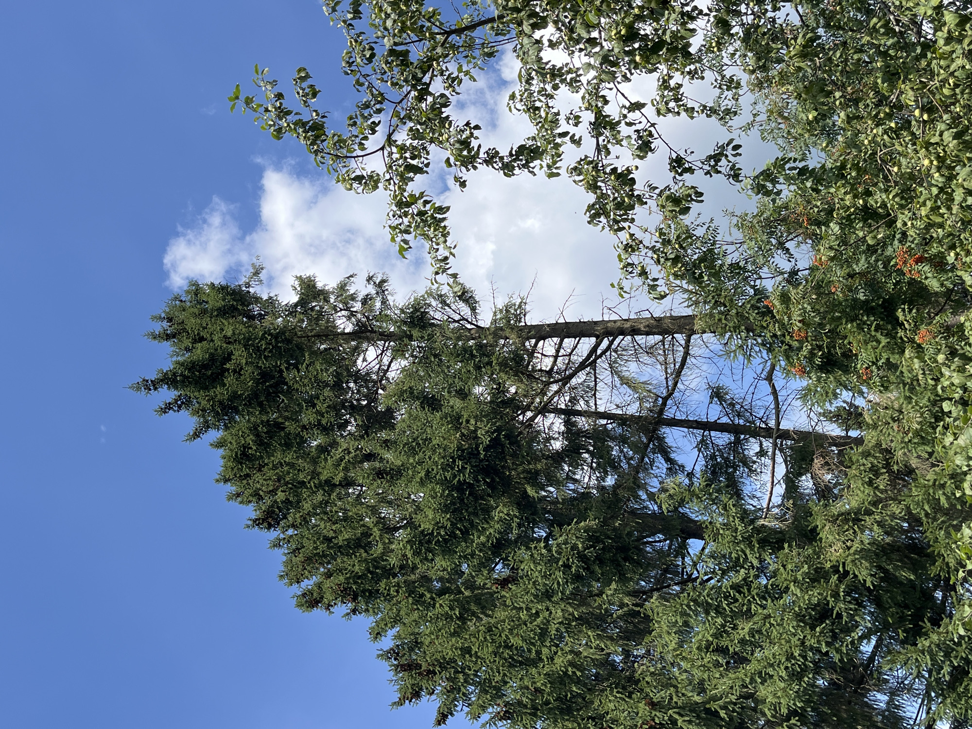 The image shows a close-up view of trees against a bright blue sky with scattered white clouds. The foreground is dominated by the dense green foliage of several trees, including a tall spruce tree on the left with visible cones. To the right, another tree with a lighter green canopy and some round, green fruits or berries is visible. The branches of these trees are silhouetted against the sky. The overall scene depicts a natural environment, likely a park or garden, with no people or man-made structures apparent. The location is identified as Igra, Russia.