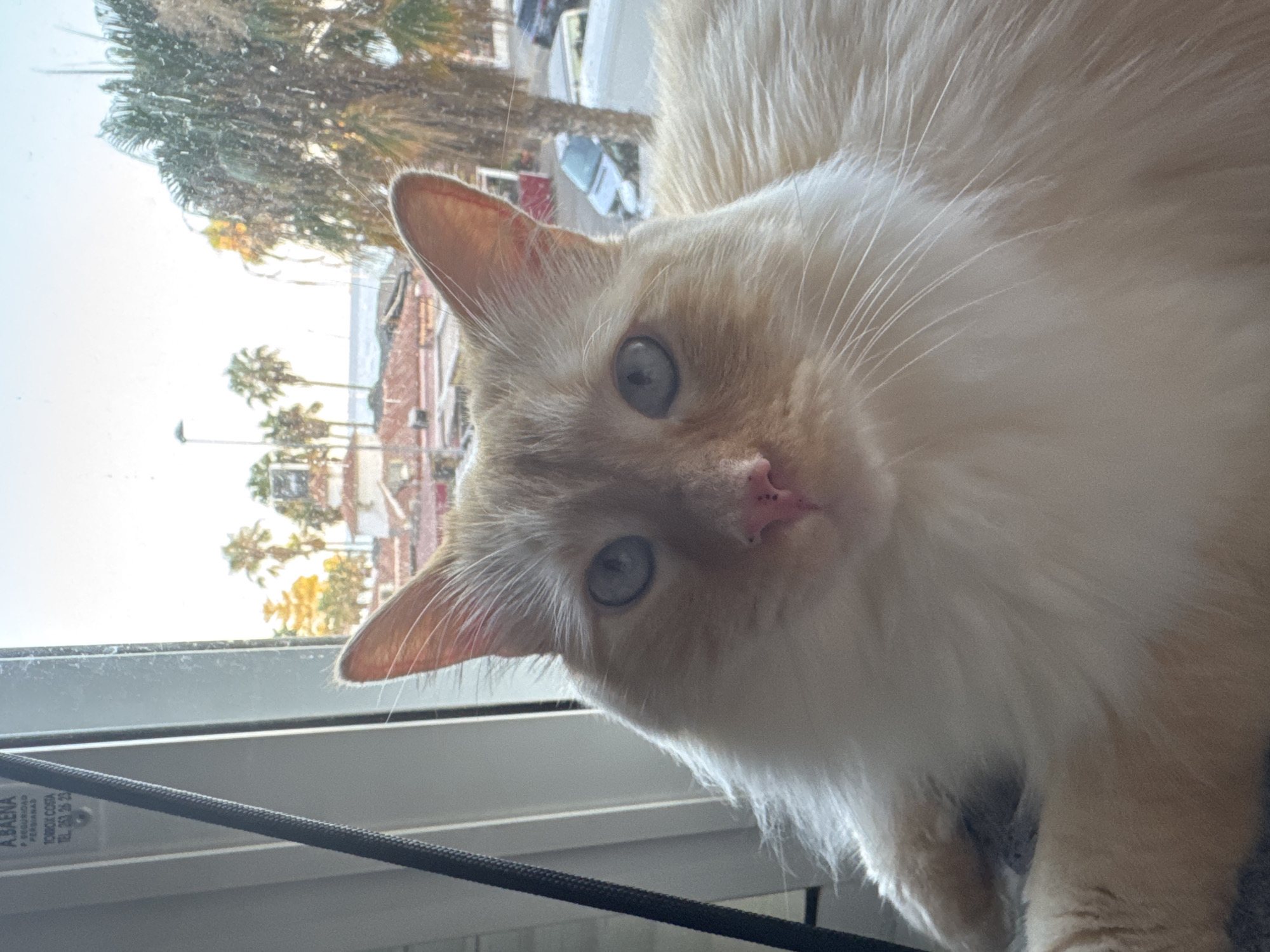 A close-up, eye-level shot features a fluffy, light-colored cat with blue eyes and a pink nose, positioned in the foreground. The cat is looking directly at the camera. In the background, through a window, a town scene is visible with buildings, palm trees, and a glimpse of the ocean under a bright sky. The overall setting appears to be a residential area in Castillo Bajo-conejito, Spain, suggested by the style of architecture and vegetation. The lighting indicates it is daytime, likely morning or late afternoon given the soft, warm light.