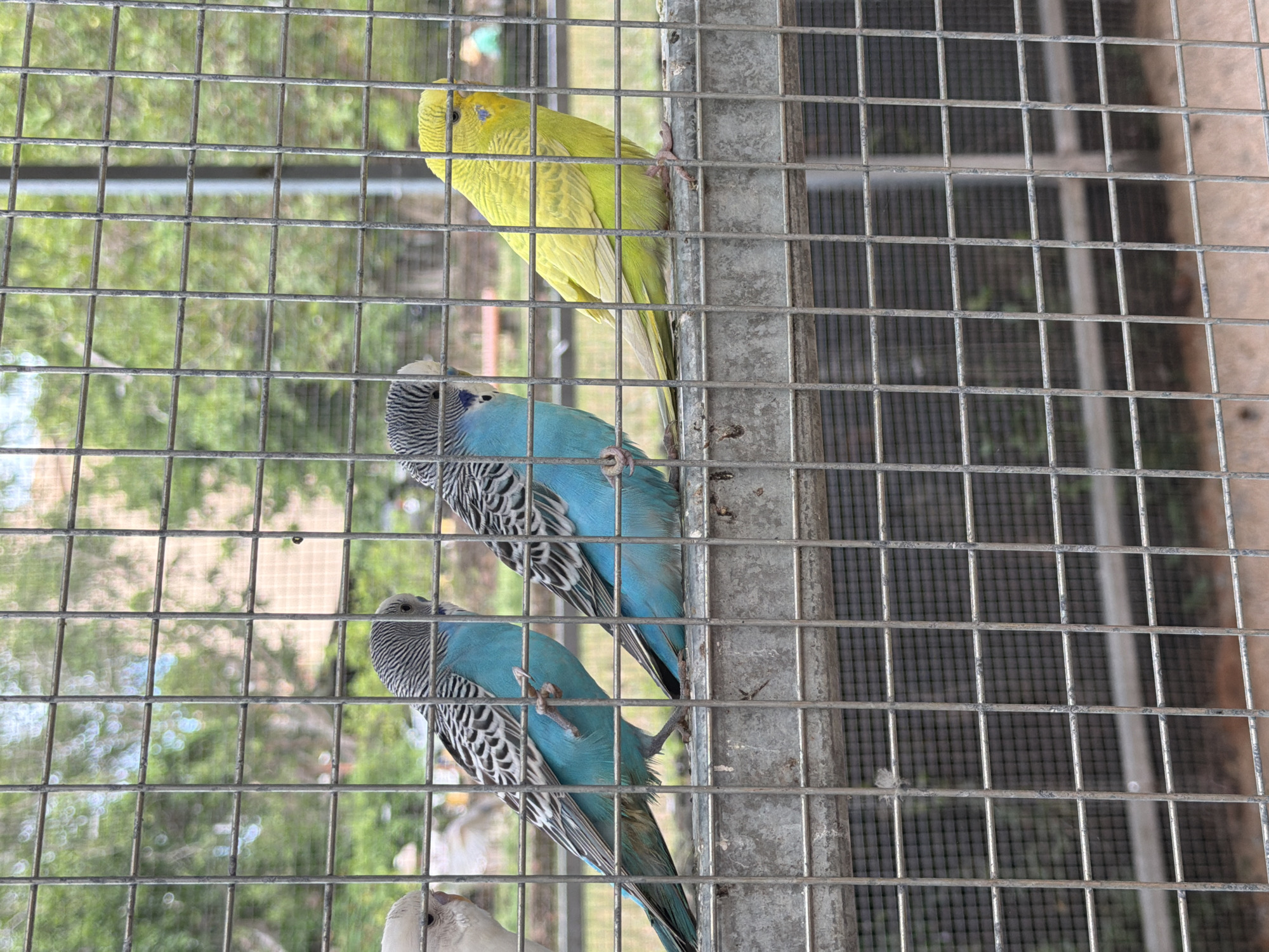 The image shows four budgies perched on a metal bar inside a cage. From left to right, there is a light-colored budgie, two blue and grey budgies, and a yellow budgie. The cage has a metal mesh. In the background, trees and a building are visible. The scene appears to be outdoors. The specific location within Jiyang District, China cannot be determined from the image.