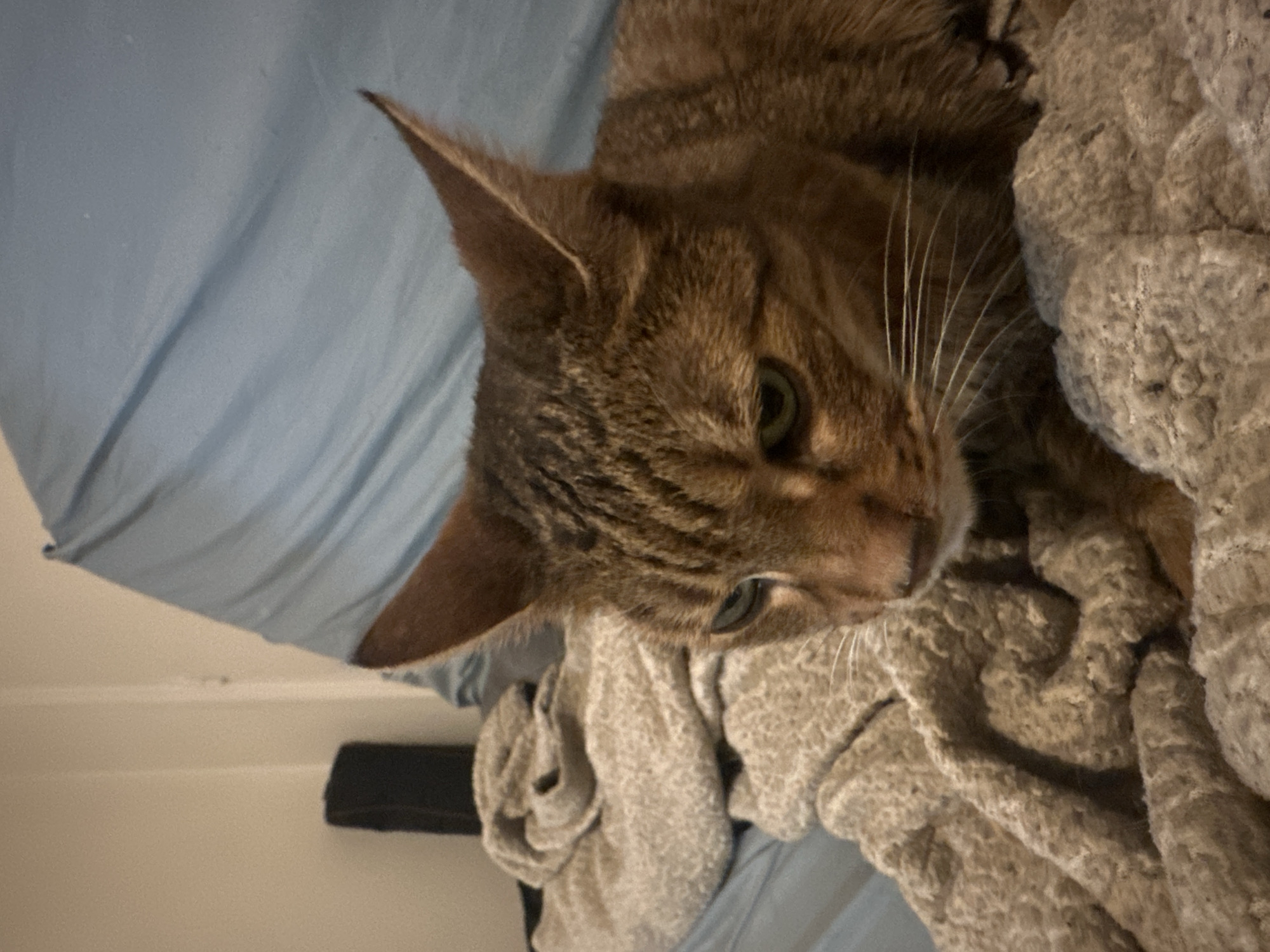 A close-up, eye-level shot focuses on the face of a tabby cat, partially nestled in a textured, light brown blanket. The cat's fur displays a pattern of dark brown stripes against a lighter brown background. Its green eyes are directed downward and slightly to the left. The background consists of a rumpled blue fabric, likely a bedspread or comforter, and a sliver of a light-colored wall with a dark object leaning against it. The scene is dimly lit. There is no indication of the city of Paris, France, or any specific geographical location.