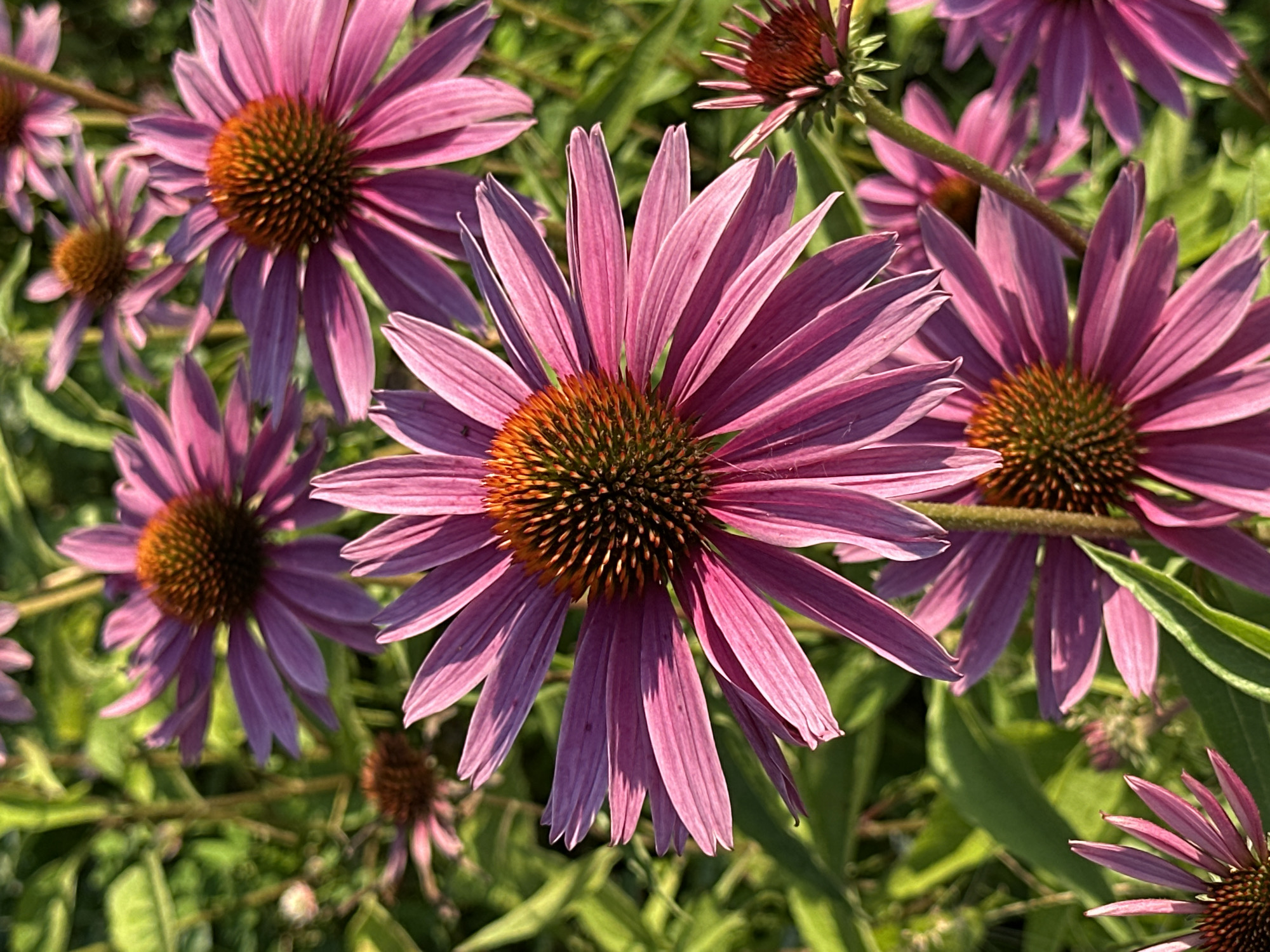 The image shows a close-up of several pink coneflowers with orange centers, in a garden setting. The flowers are in various stages of bloom, with some in full bloom and others just opening. The petals are delicate and elongated, and the centers are composed of numerous small, spiky florets. Green foliage and stems are visible in the background, creating a soft, natural backdrop. The lighting suggests it is daytime, with sunlight illuminating the flowers and casting shadows. No people or animals are visible in the image. The scene is peaceful and idyllic, depicting the beauty of nature in a garden. It is not possible to determine the specific location within Moscow, Russia based on the provided image.