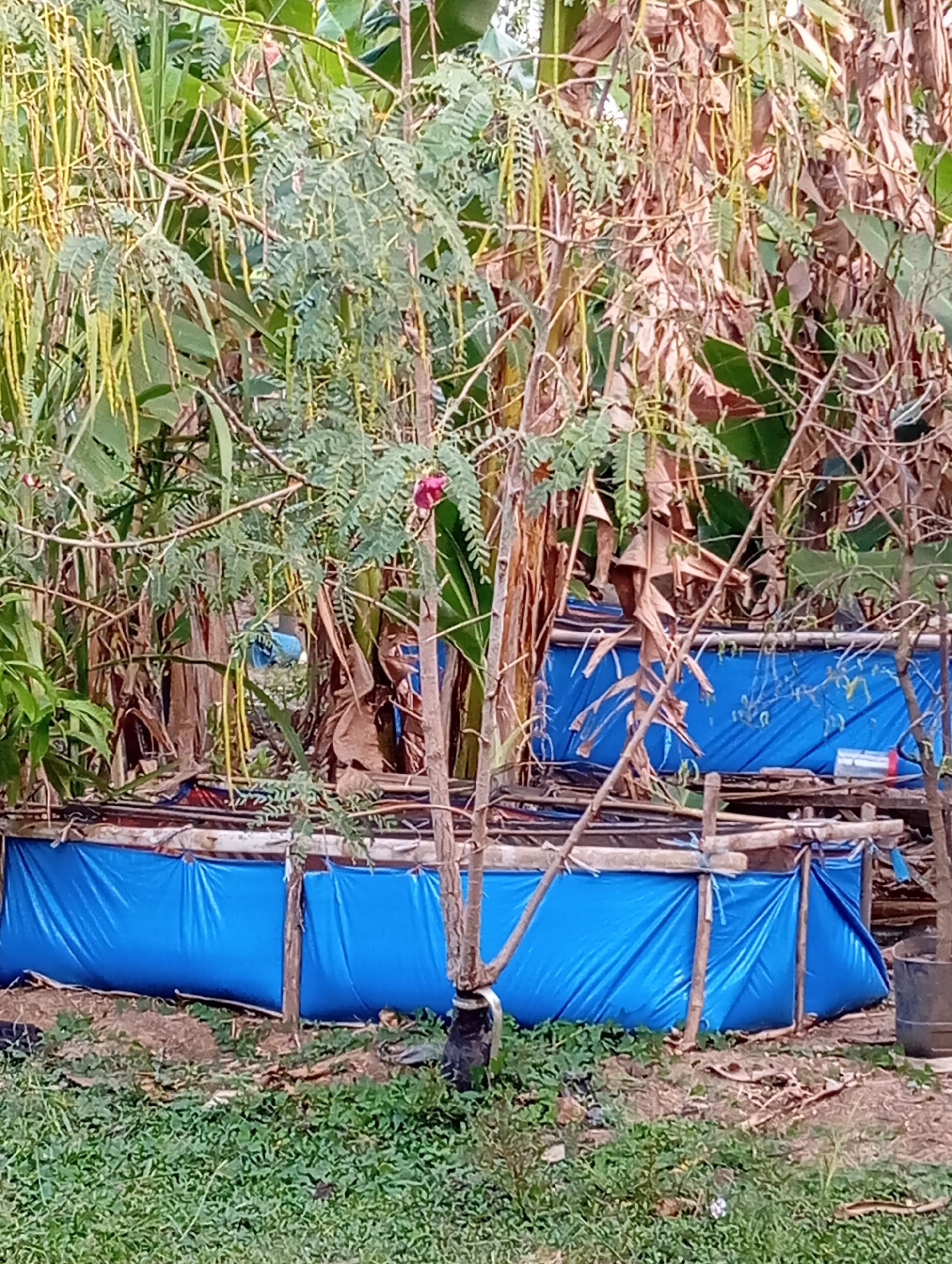 In Sudikampiran, Indonesia, this image depicts a rustic outdoor scene. Two raised structures, possibly makeshift ponds or planters, are covered in bright blue tarpaulin. These structures are supported by rough wooden poles and bamboo. Lush green grass covers the foreground, with patches of dry leaves and soil visible around the base of the structures. The background is filled with dense foliage from various trees and plants, some appearing dry and brown, others vibrant green. A slender tree with delicate leaves and a single small pink flower stands prominently in the center foreground, with a black plastic bag tied around its base. The lighting suggests it is daytime, with a soft, natural light illuminating the scene.