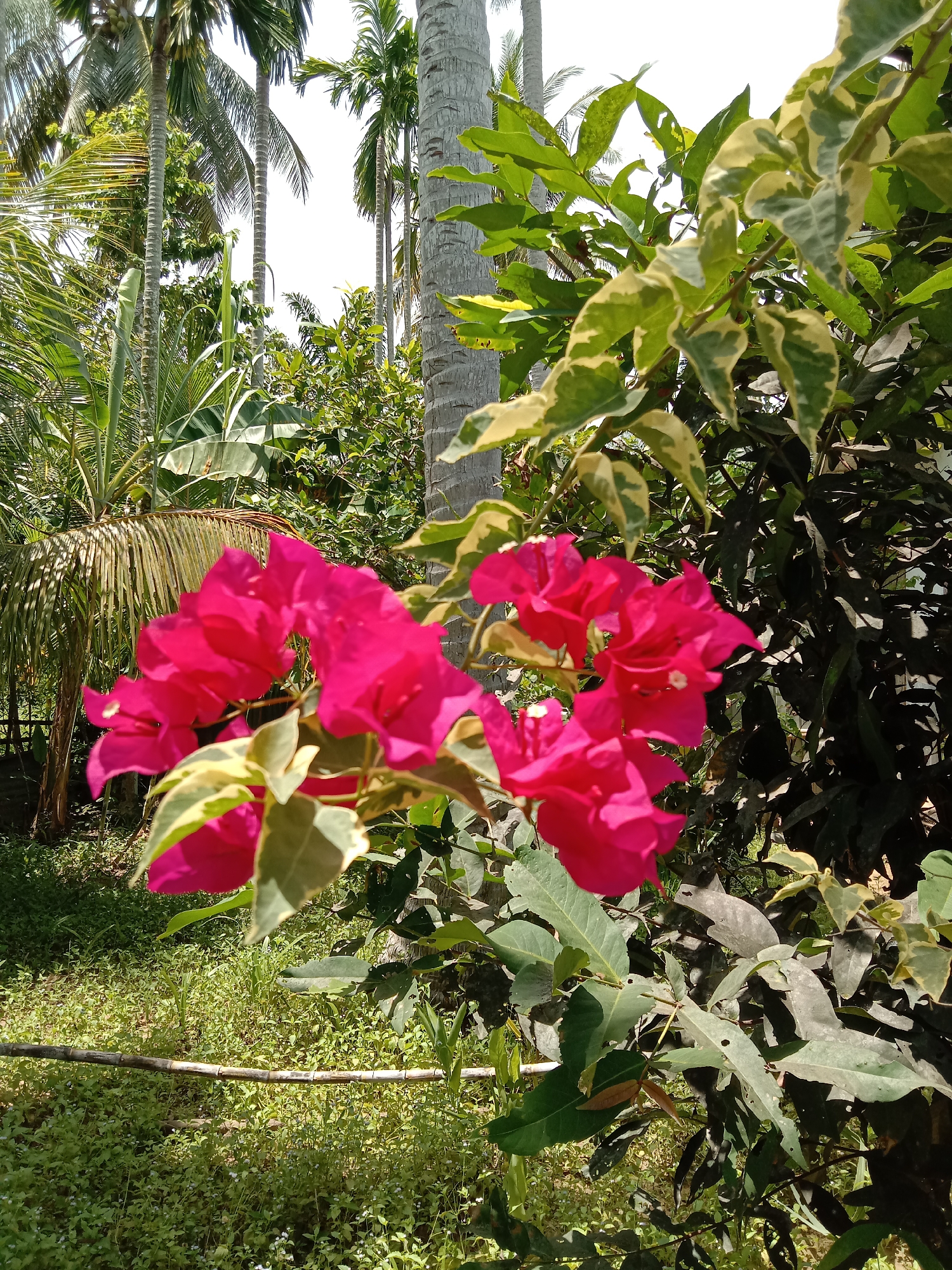 The image shows a close-up of pink Bougainvillea flowers in a lush, green environment. The location is likely Blangkarieng, Indonesia, given the image's metadata. Several palm trees are visible in the background, contributing to the tropical setting. A fence made of thin, horizontally aligned bamboo is present in the foreground. In addition to the pink flowers, the surrounding greenery includes leaves with variegated patterns of green and white/yellow. The ground is covered in grass and small weeds. The composition focuses on the vibrant flowers against the backdrop of various trees and plants.