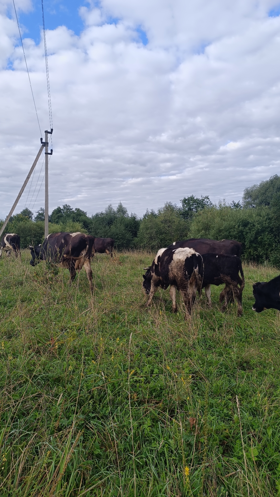 In a grassy field under a cloudy sky, a herd of black and white cows grazes. A utility pole with wires stands to the left of the frame, with a line of trees forming the background. The cows are scattered throughout the field, some facing the camera while others have their backs turned. The grass is tall and somewhat dry, with some yellow wildflowers interspersed. The overall scene suggests a rural or agricultural setting in the city of Karsha, Russia.