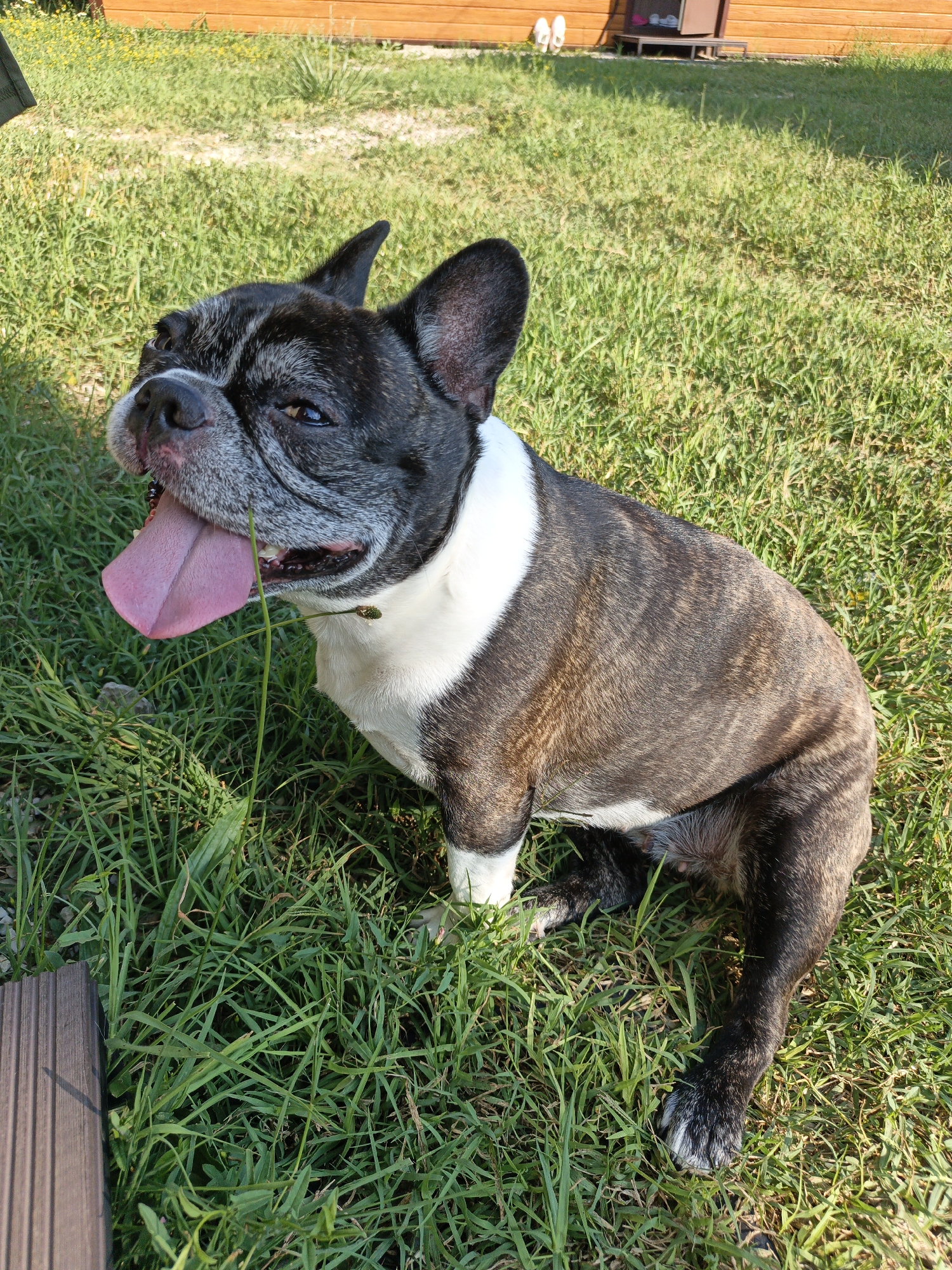 A brindle and white French Bulldog is sitting on a lush green lawn on a sunny day. The dog is panting with its tongue hanging out. Its fur is a mix of black, brown, and white, with distinct brindle markings on its body. The dog has a white chest and collar, and its ears are upright and alert. In the background, there is a wooden fence and a small wooden structure, possibly a dog house or shed. The grass is green and somewhat tall, with some weeds and yellow flowers interspersed. The lighting suggests it is daytime, likely late morning or early afternoon, due to the bright sunlight and distinct shadows. The dog appears relaxed and happy, enjoying the outdoors. The scene is set in a backyard or a grassy area, characteristic of a suburban or rural environment in Pshada, Russia. There is no visible text in the image.