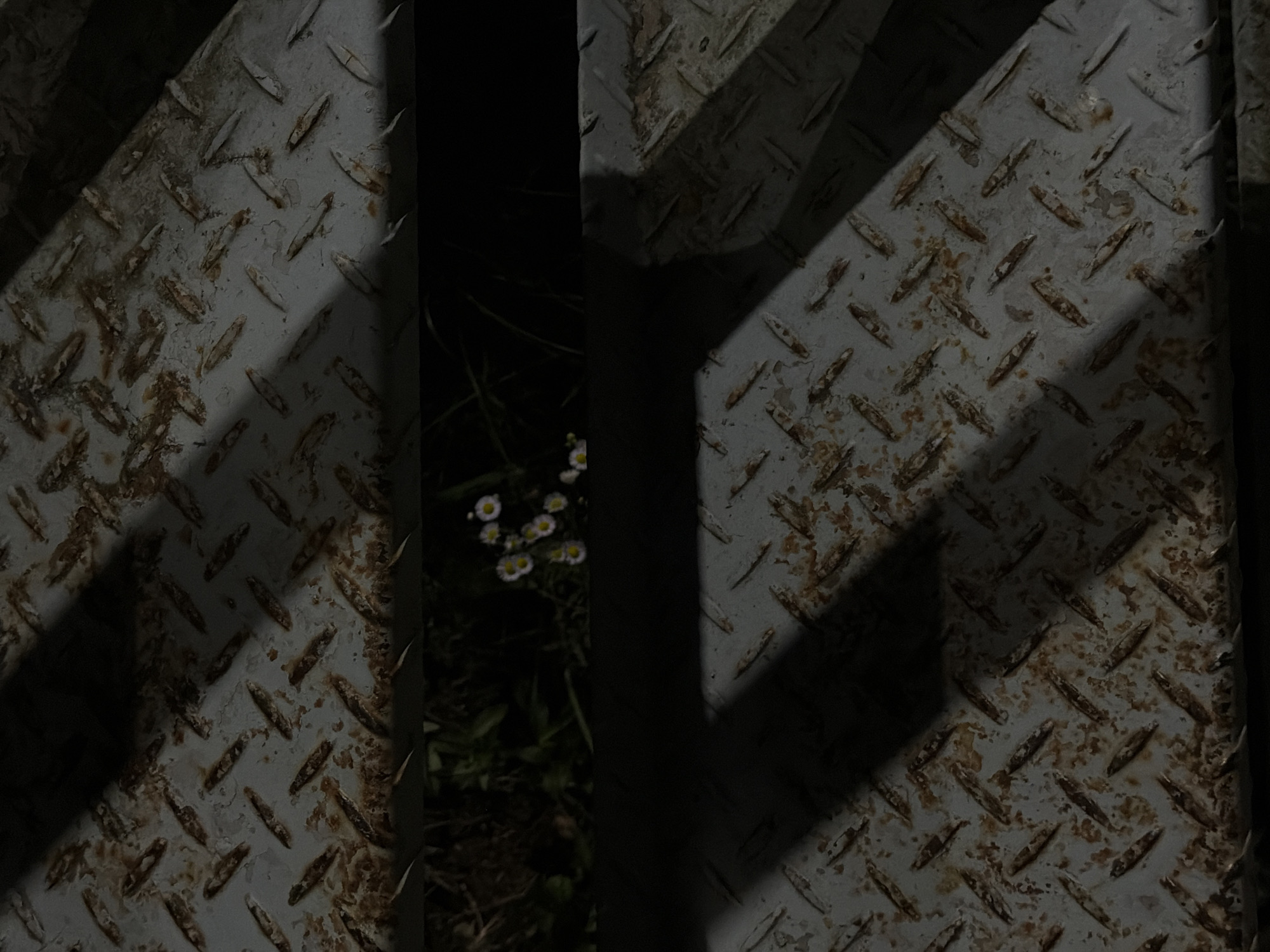 The image shows a close-up view of a diamond plate metal surface. The metal appears old and rusted, with patches of dirt and grime. Strong diagonal shadows are cast across the surface, suggesting a light source positioned at an angle. In the gap between two sections of the metal, a small cluster of white flowers with yellow centers is visible, growing amidst green foliage. The overall mood is somewhat stark and industrial, contrasted by the delicate presence of the flowers.
The setting appears to be outdoors, likely in an urban or industrial area given the metal structure, but the presence of flowers and vegetation suggests a space where nature is encroaching. The lighting and shadows imply it might be daytime, possibly late afternoon or early morning when the sun is lower in the sky. No people are visible in the image. The focus is on the texture and wear of the metal, the patterns created by the light and shadow, and the small patch of nature peeking through. There is no visible text in the image. The location context suggests this scene could be found in Dongducheon-si, South Korea.