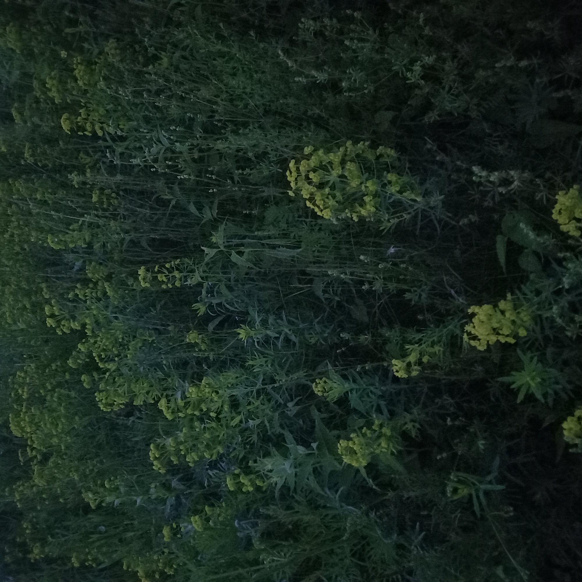The image depicts a patch of plants, potentially weeds or wildflowers, under dim lighting conditions. The plants are predominantly green with some clusters of small yellow flowers. The foliage appears dense and somewhat unkempt. Given the dim lighting, details are difficult to discern, but there is no clear indication of human presence or urban elements that would confirm the location within Moscow, Russia. The scene appears to be a natural, overgrown area.