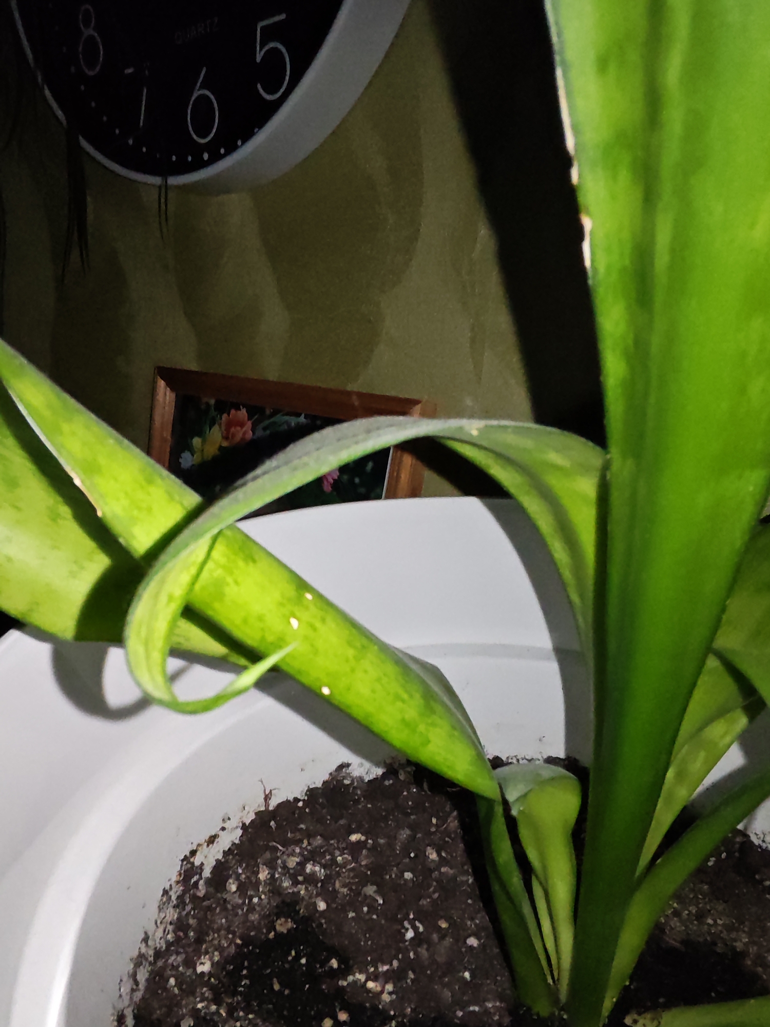 The image shows a potted snake plant with green leaves and a white pot filled with dark soil. A portion of a wall clock with black numbers on a white face is visible in the upper left corner. A framed picture with flowers is hanging on the wall behind the plant. The overall lighting suggests it may be nighttime or a dimly lit room. The image does not contain any information that would allow for the determination of its location in Bataysk, Russia.