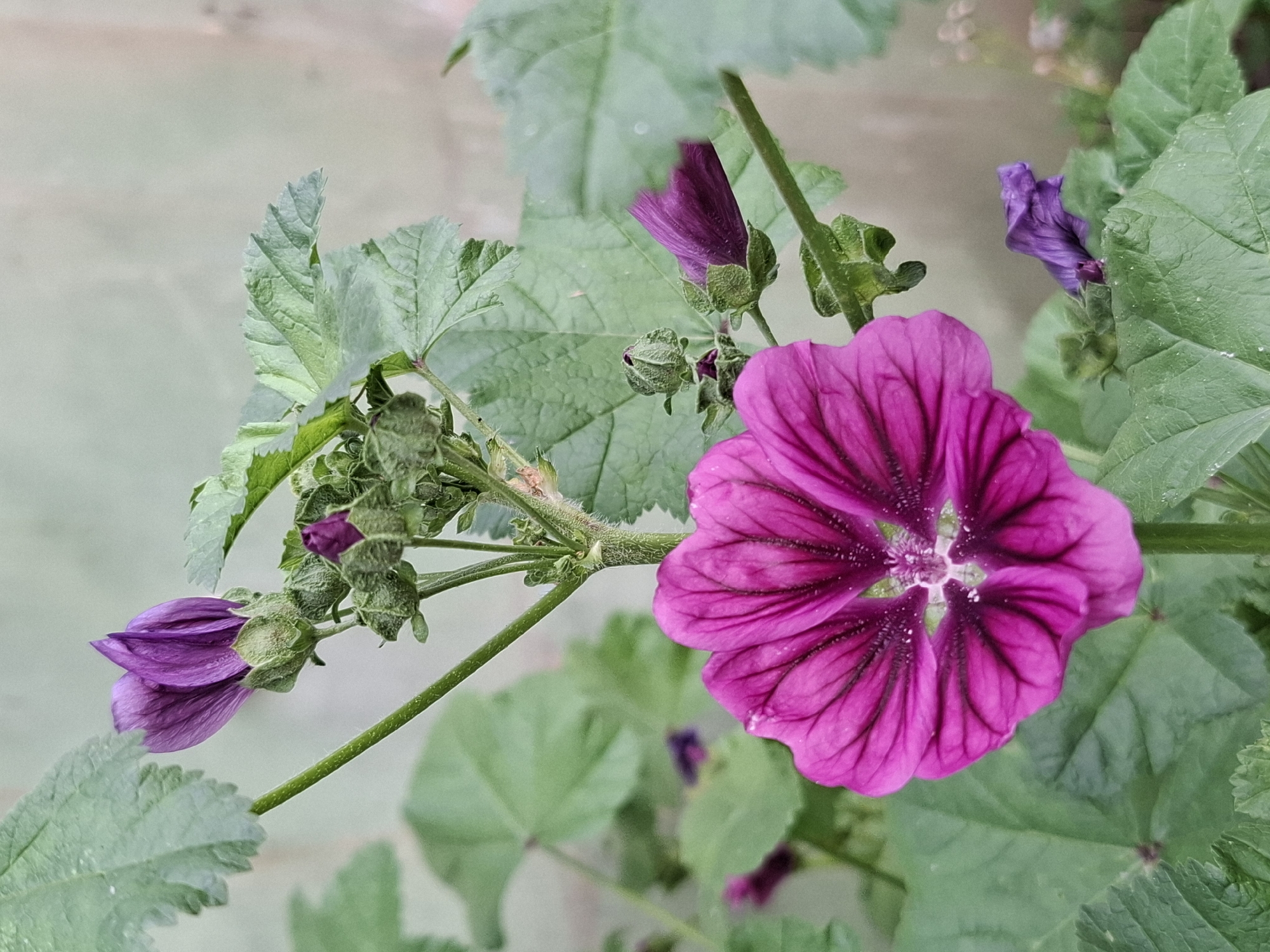 A close-up, vertical, eye-level shot features a vibrant purple mallow flower in the foreground. The flower, shown from the side, has five notched petals with darker purple veins radiating from the center. Behind it, a cluster of green buds and partially opened purple flowers on a green stem are visible. The background is a soft, out-of-focus blend of muted green and beige, suggesting an outdoor environment. The overall impression is one of natural beauty, with the flower's rich color and delicate structure being the primary focus. The scene does not depict any people, animals, or specific urban features.