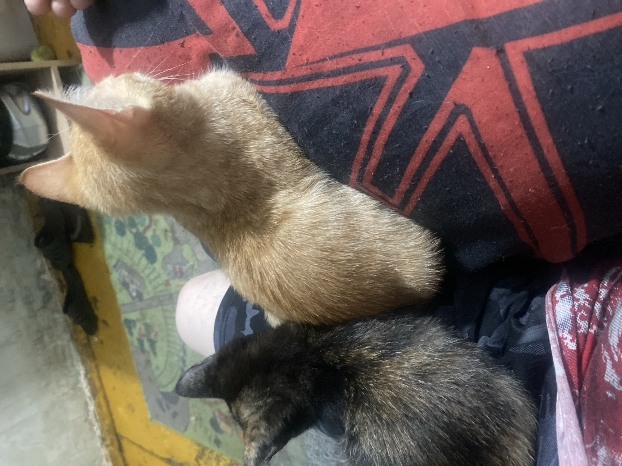 Two kittens are nestled on a person's lap. The kitten on the left has dark, mottled fur, while the kitten on the right is a lighter, ginger color. The person is wearing dark shorts and a red and black patterned shirt or blanket. In the background, there is a yellow and grey wall, a rug with a green and white pattern, and some dark footwear. The scene appears to be indoors. This image does not provide any specific details about the location in Samara, Russia.