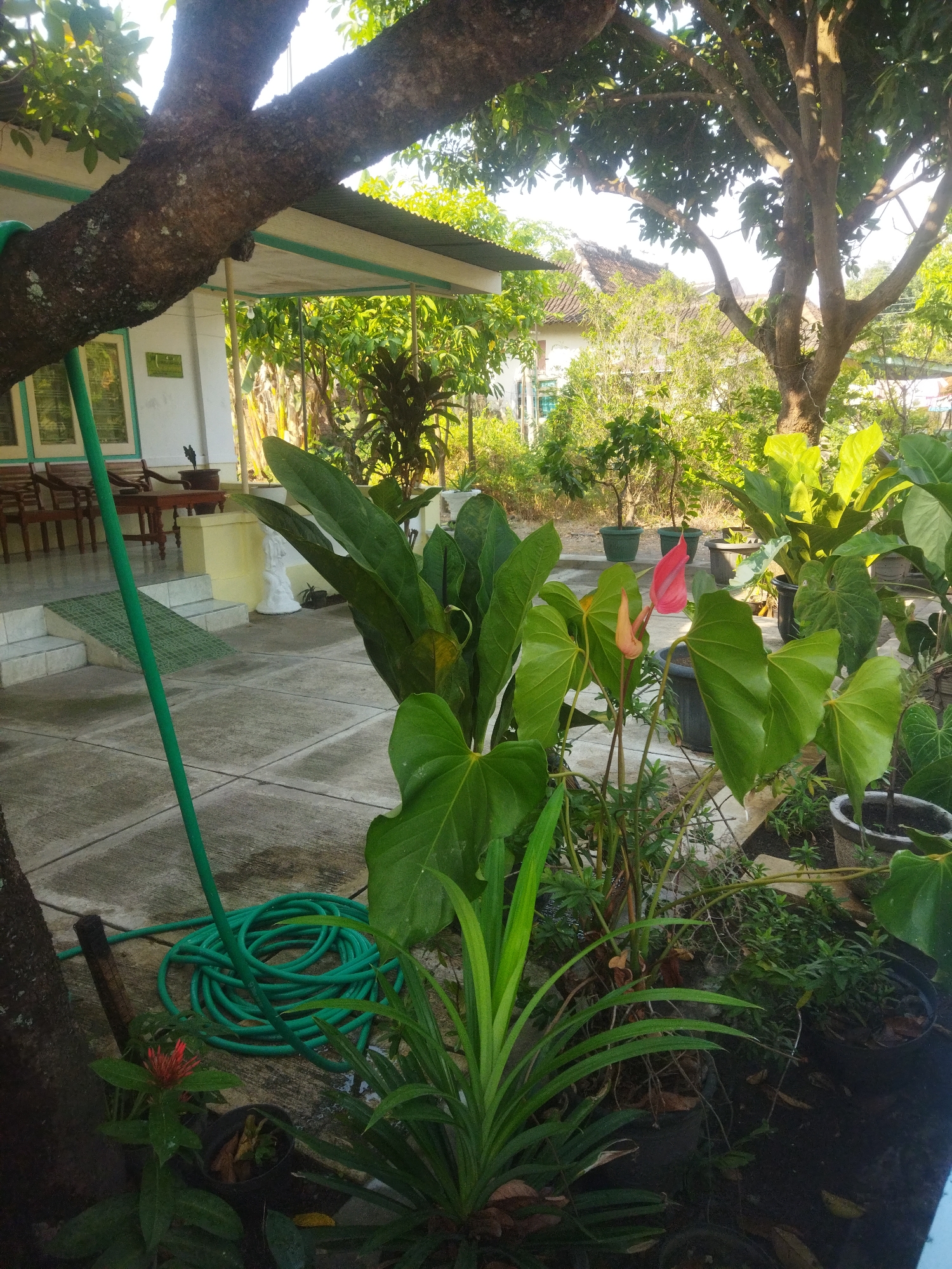 The image depicts an outdoor scene in the city of Giripurwo, Indonesia, likely a residential area. In the foreground, a large tree trunk occupies the left side of the frame, with its branches extending upwards and partially obscuring the view of the background. A coiled green garden hose lies on a paved concrete surface in front of the tree. Various potted plants are scattered throughout the scene, including large-leafed anthuriums with pink and orange spathes, a spiky green plant, and other smaller greenery.
To the right of the foreground plants, a paved walkway leads to a building with a covered porch. The building appears to be a single-story structure with white walls and light-colored trim. A wooden bench and a table are visible on the porch, along with a potted plant and a small statue. Steps lead up to the porch from the walkway. Beyond the building, a residential house with a tiled roof is visible, surrounded by trees and vegetation. The environment suggests a tropical or subtropical climate, with lush greenery and warm, diffused sunlight. No people are present in the image. The overall impression is of a well-maintained garden area in front of a dwelling.