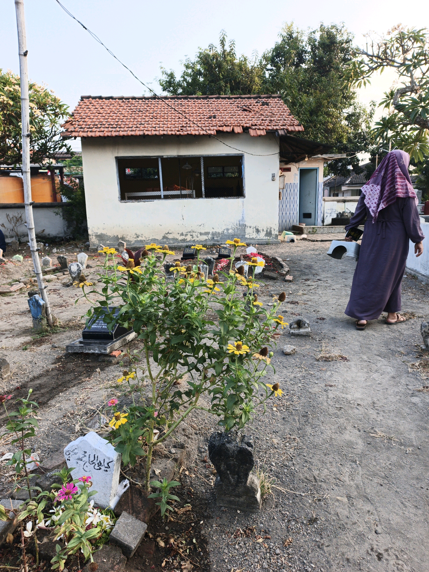 In the city of Ketegan, Indonesia, a cemetery scene unfolds under a clear sky. In the foreground, a woman wearing a dark purple abaya and a light purple headscarf walks away from the camera. She is carrying a small, white, stool-like object in her right hand and a book in her left. The ground is a mixture of dirt and gravel. To the left of the woman, a cluster of bright yellow flowers with green stems and leaves grows in front of a grave marker. This grave marker is white with Arabic script etched into it. Several other grave markers, varying in size and shape, are scattered throughout the cemetery. Behind the graves, a small, white building with a red tiled roof is visible. The building has a large window with a metal grate and a blue door. Trees with lush green foliage surround the building and cemetery.