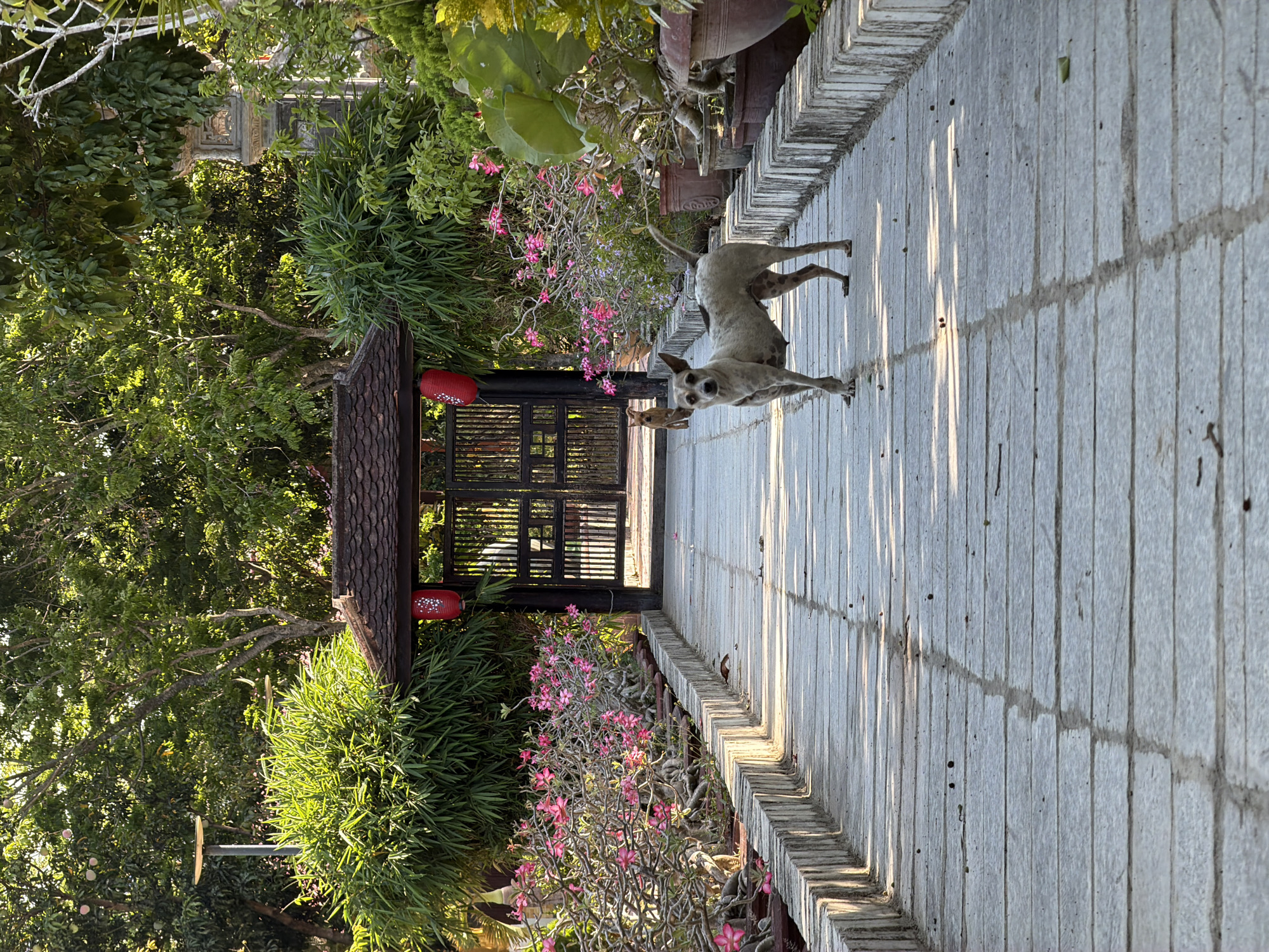 A dog stands on a stone-paved path, its body angled toward the camera. The path is bordered by greenery on one side and a low brick wall on the other, leading toward a dark wooden gate adorned with two red lanterns. Beyond the gate, the foliage is dense. The image was taken in Nam Nha Trang Ward, Vietnam.