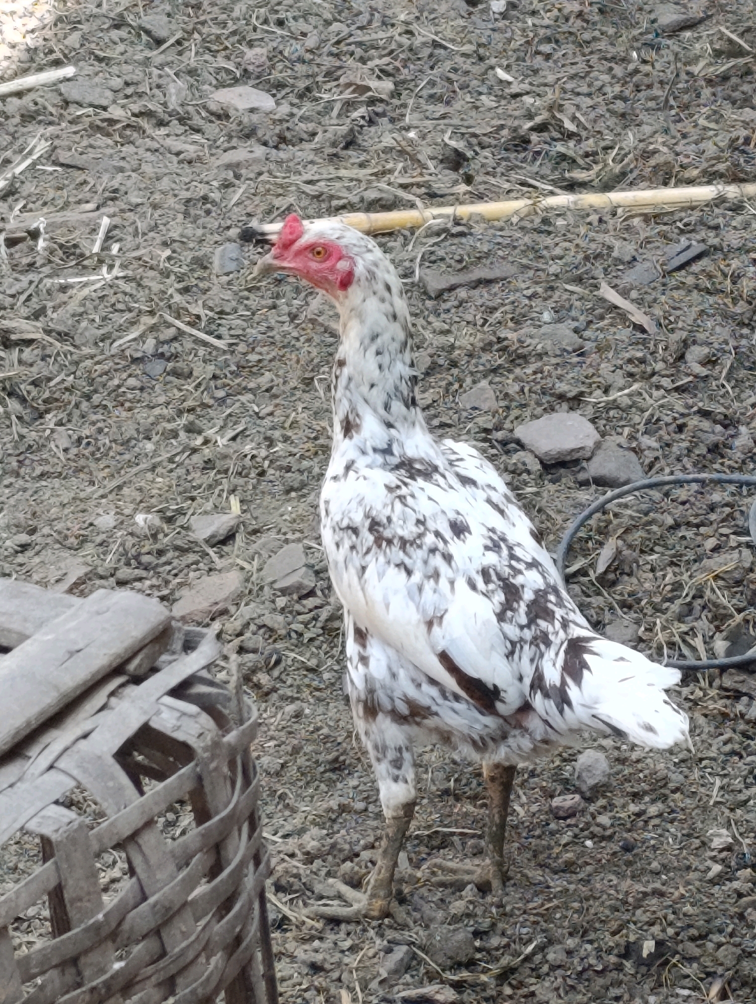 The image shows a hen with white and dark brown speckled plumage standing on the ground. The hen has a red comb and wattles. The ground is covered with dirt, small stones, and dry vegetation. To the left of the hen is a woven basket or cage made of wood. In the background, a piece of bamboo lies horizontally. A dark cable is visible on the right side of the image. The setting appears to be an outdoor, possibly rural or semi-urban environment, consistent with parts of Sebandung, Indonesia, where such scenes are common. The image is a still photograph with no discernible action or interaction.