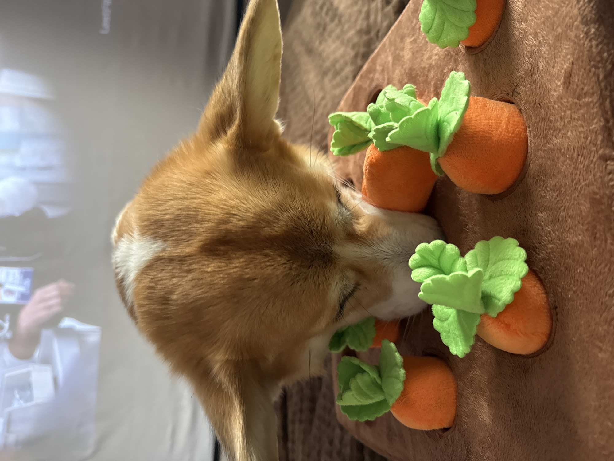 A tan and white dog is lying near a soft, brown mat that has holes in it. Stuffed, orange toy carrots with green leafy tops are sticking out of the holes. The dog's nose is near one of the carrots. A television screen displaying a person's hands is in the background. The location is not evident.