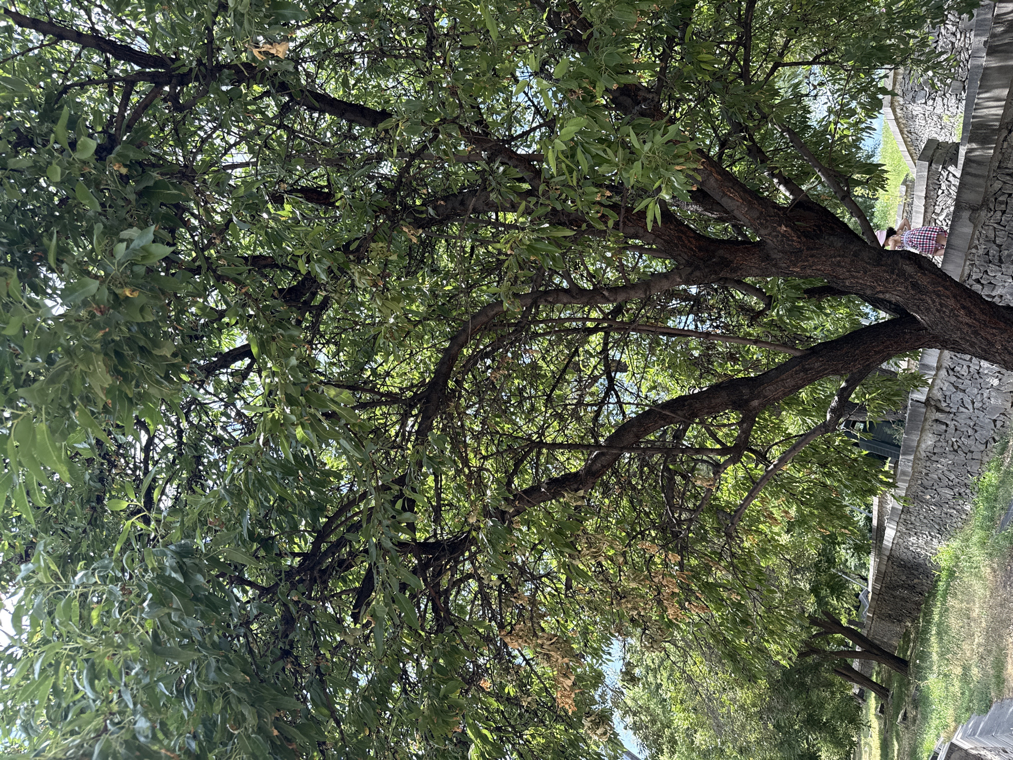 The image depicts a tree-lined park area with a stone retaining wall in Yerevan, Armenia. The foreground is dominated by the trunk and branches of a large, mature tree with lush green foliage, some of which appears to be browning and drying. Beyond the tree, a long, low stone wall runs horizontally across the mid-ground, constructed from irregular grey stones. On top of the wall, a young person wearing a pink and white checkered dress and a pink hat is visible, standing and looking towards the left. Beyond the wall, more trees and greenery are present, and the sky is a light blue, suggesting daytime. The ground in front of the wall is covered in dry grass and a concrete path or curb is visible in the extreme foreground. The overall impression is of a public park or garden area on a sunny day.