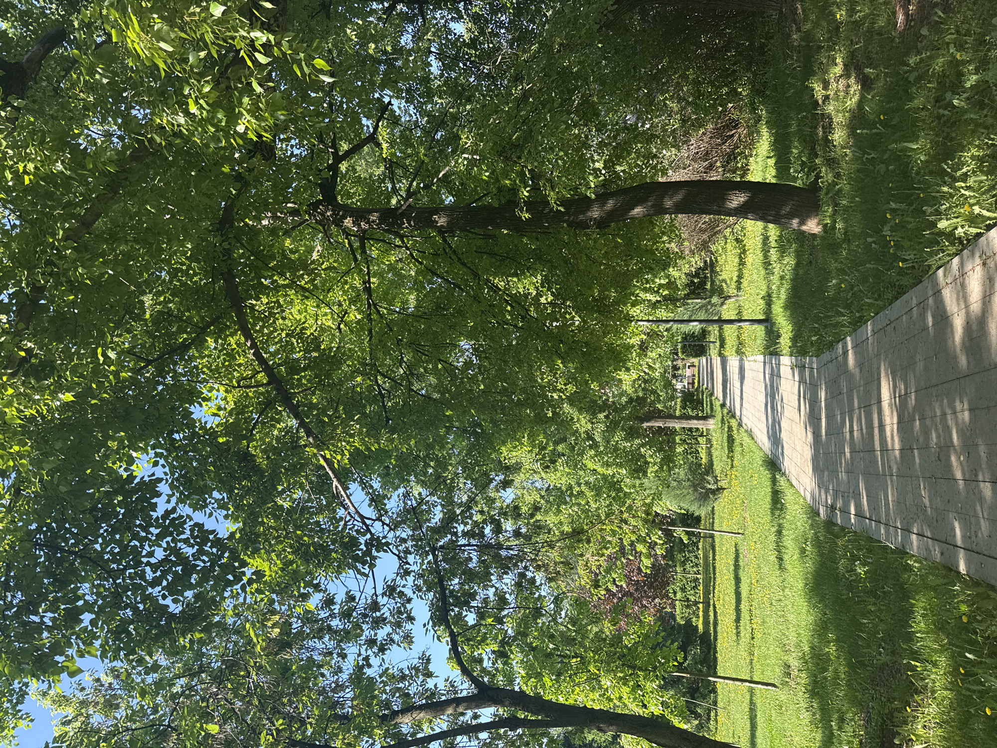 The image captures a park setting, potentially within the city of Moscow, Russia, based on typical park designs and foliage. A paved pathway extends into the distance, lined on either side by grassy areas and interspersed with trees. The foliage is lush, suggesting a warm season like spring or summer. The perspective is from ground level, looking slightly upwards towards the trees, some of which canopy over the pathway. Streetlights are visible along the pathway. The scene appears to be devoid of people, focusing instead on the natural environment.