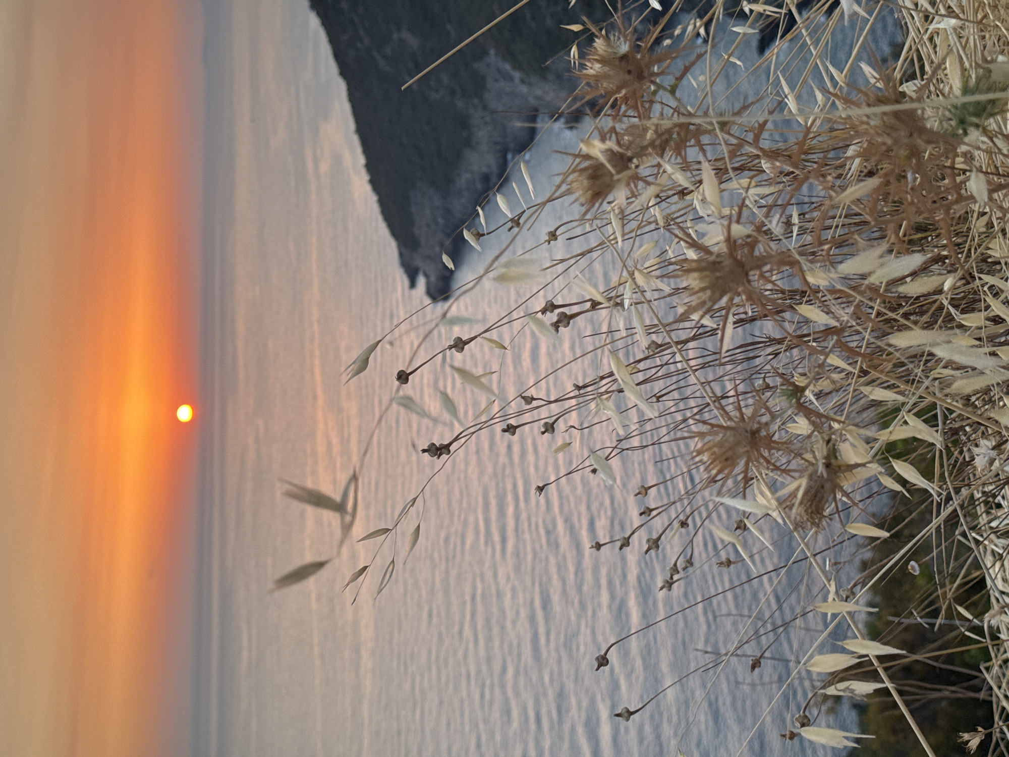 A telephoto shot captures a sunset over the Adriatic Sea, viewed from a high vantage point overlooking the coast near Zagora, Montenegro. The sun, a bright orange orb, hovers just above the horizon, casting a warm glow across the sky which transitions from a soft yellow near the sun to a pale orange and then a dusky pink towards the top of the frame. The sea below is a textured expanse of rippling water, reflecting the sky's colors with a gentle pinkish-grey hue.
In the mid-ground, a dark, rugged coastline juts out into the sea, its slopes covered in dark green vegetation. A narrow strip of beach is visible along the base of the cliff.
In the foreground, the image is dominated by dry, wispy grasses and seed heads, their delicate, faded brown and straw-colored forms creating a natural frame. These plants are in sharp focus, their intricate details contrasting with the softer, more distant elements of the scene. The overall mood is one of serene, natural beauty at dusk.
