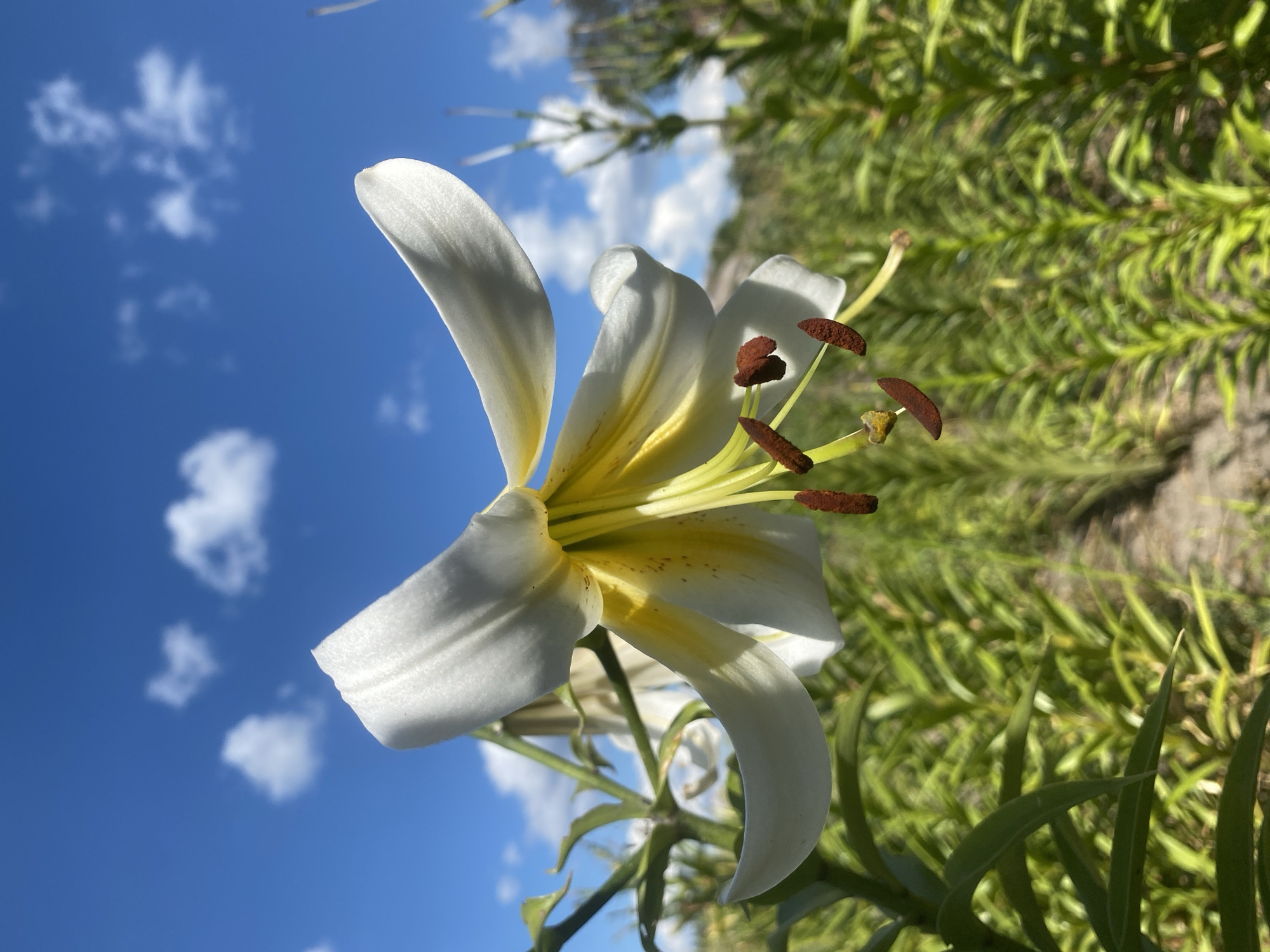 A close-up, low-angle shot captures a white lily with yellow accents in bloom. The flower's petals curve outwards, revealing its stamens tipped with brown anthers. The lily stands against a vibrant blue sky dotted with white clouds. In the background, rows of green foliage stretch into the distance, suggesting a garden or field. The scene is located in Ustyvytsia, Ukraine.