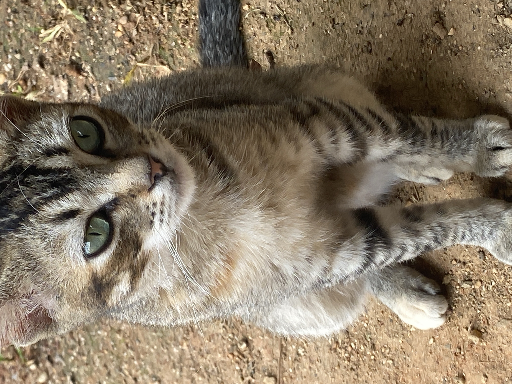 A close-up, slightly rotated, eye-level shot shows a tabby cat lying on the ground. The cat has grey and black stripes on its head, back, legs, and tail. It has green eyes and a pink nose. The ground is dirt and small rocks. The photo appears to be taken outdoors. The location is Tinaquillo, Venezuela.