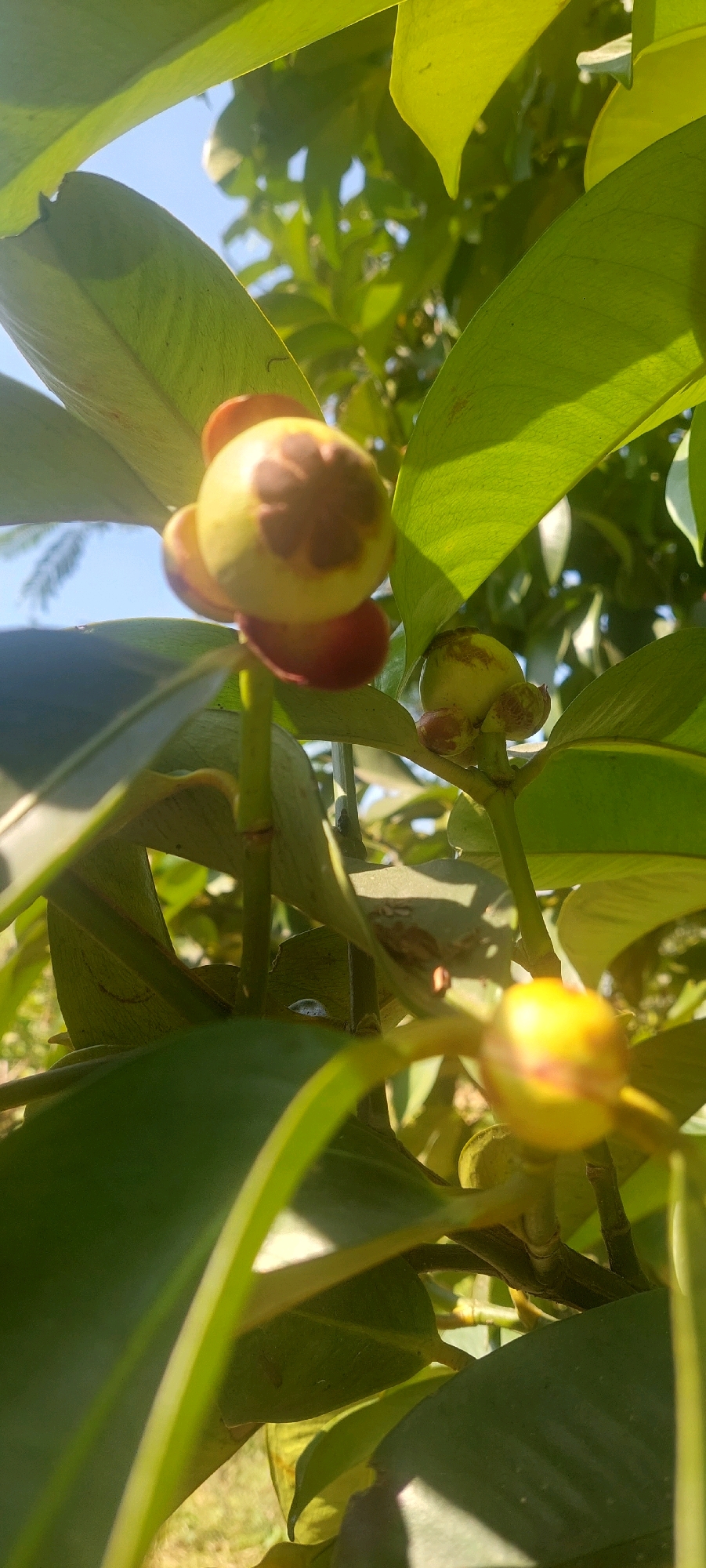 The image shows a close-up of unripe mangosteen fruits on a tree. The fruits are green and round with reddish-purple sepals. They are surrounded by lush green leaves. The background is blurred, but hints of blue sky and sunlight suggest an outdoor setting. The scene is likely in Denok, Indonesia, a region known for its tropical fruits. The lighting indicates it is daytime, with the sun casting shadows and highlighting the textures of the leaves and fruits. There are no people visible in the image, and the focus is entirely on the natural growth of the mangosteen tree.
