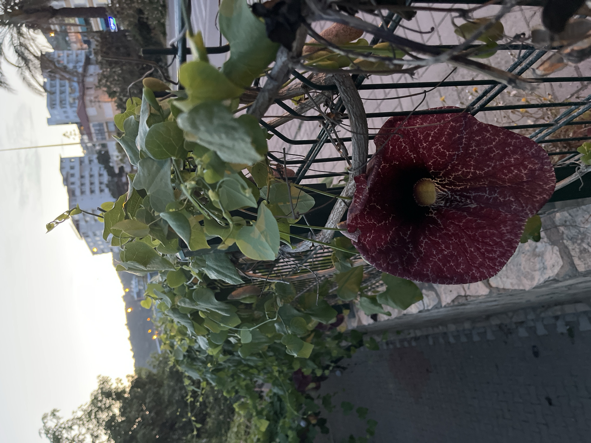 Here is a description of the image:
The image shows a large, maroon-colored flower with a distinctive veined pattern growing from a vine on a trellis. The flower has a dark central opening with a yellow or light-colored pistil visible inside. The vine is covered with green, heart-shaped leaves. The trellis is made of metal and the flower appears to be growing near or on a balcony. In the background, a city skyline can be seen under a pale sky. The buildings appear to be residential or hotels. The image appears to be taken during early evening, given the light conditions. In the lower right corner, a stone or concrete wall and a sidewalk can be seen.
This image was taken in Alanya, Turkey.