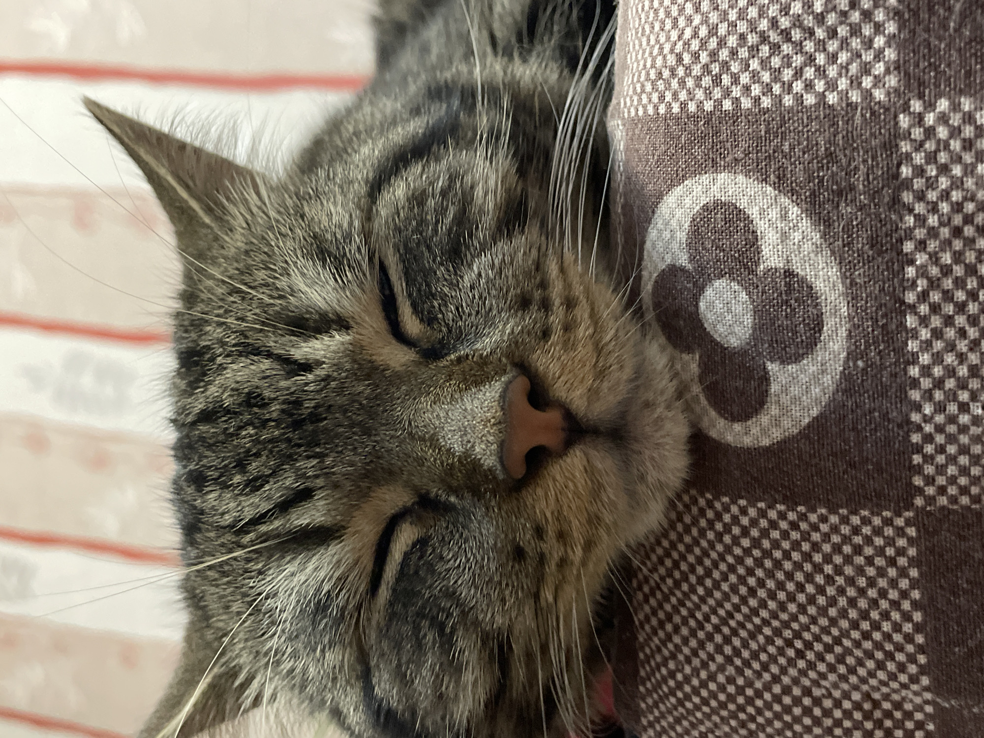 A close-up, eye-level, vertical shot shows a tabby cat sleeping on its side, with its head resting on a patterned surface. The cat's eyes are closed, and its nose is visible. The background features a blurred, striped pattern. The patterned surface beneath the cat is brown and white, with a checkered design and a circular motif. The image was captured in the city of Cherkasy, Ukraine.