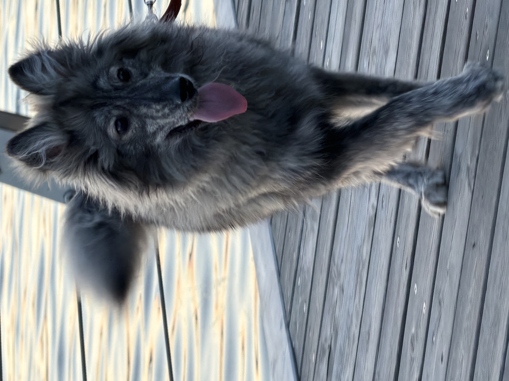 A long-haired gray dog with upright ears and brindle-like facial markings walks forward on a weathered wooden pier in Kazan, Russia. Its pink tongue is extended, and its tail exhibits motion blur. A red leash is partially visible attached to its left side. The background consists of calm water reflecting warm, golden-orange light, exhibiting subtle horizontal ripples. A gray structural element with thin horizontal lines, resembling a railing, is positioned behind the dog. The foreground and ground beneath the dog comprise weathered wooden pier planks with visible metal fasteners.
