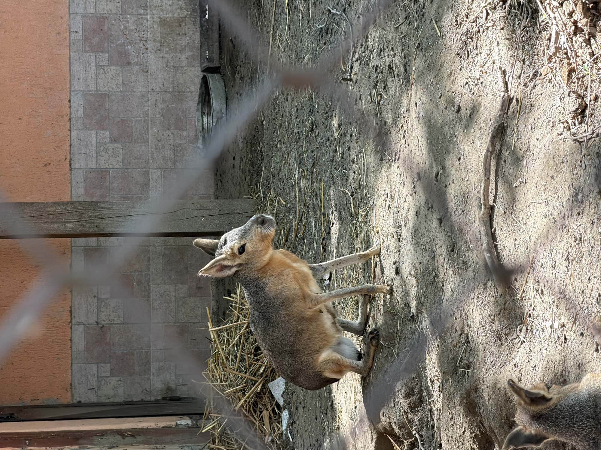 A Patagonian mara is pictured in an outdoor enclosure. The animal is light brown with a white underside and has long legs and large ears. It is positioned in the center of the frame, facing right, with its hind legs bent and forelegs extended. The ground of the enclosure is composed of dirt and straw. In the background, there is a tiled wall with an orange, textured upper portion. A wooden post is visible to the right of the animal, and a metal basin and a wooden feeder are also present. The enclosure appears to be at the zoo in Pazardzhik, Bulgaria, based on available information. A mesh fence is in the foreground, partially obscuring the view of the enclosure and its inhabitant.