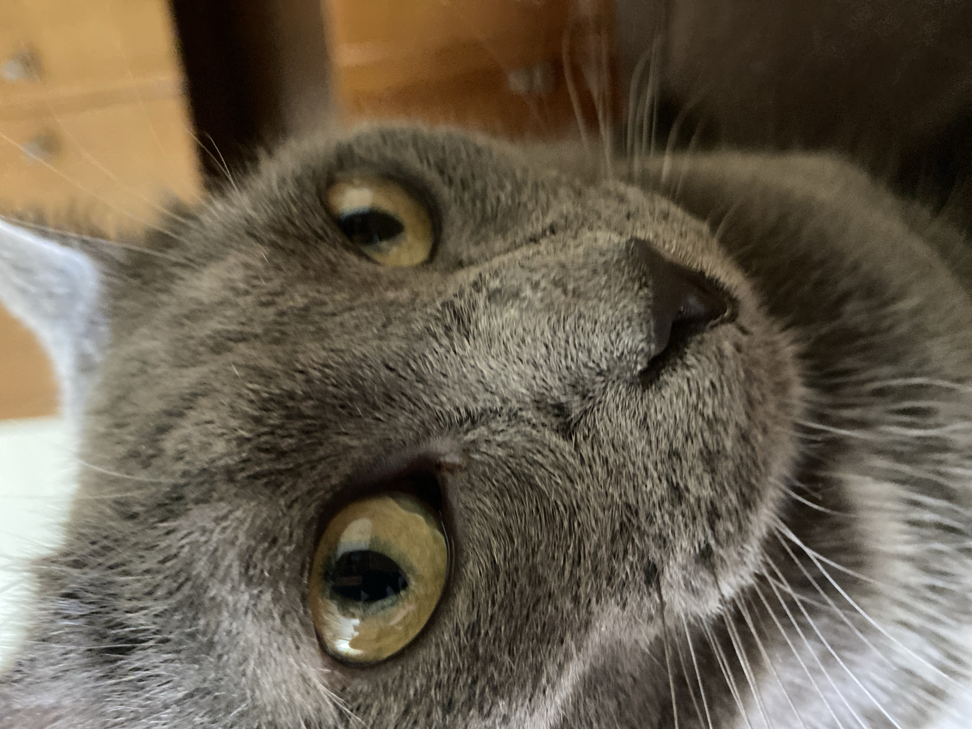 A close-up, eye-level, indoor shot focuses on the face of a gray cat. The cat's large, yellow-green eyes are prominent, with the left eye slightly more in focus than the right. The cat's nose is black and small. Its whiskers are long and white, fanning out from its muzzle. The background is blurred, showing hints of orange and brown, possibly furniture or a wall. The lighting is dim, casting soft shadows on the cat's fur. The image appears to be taken in a residential setting.