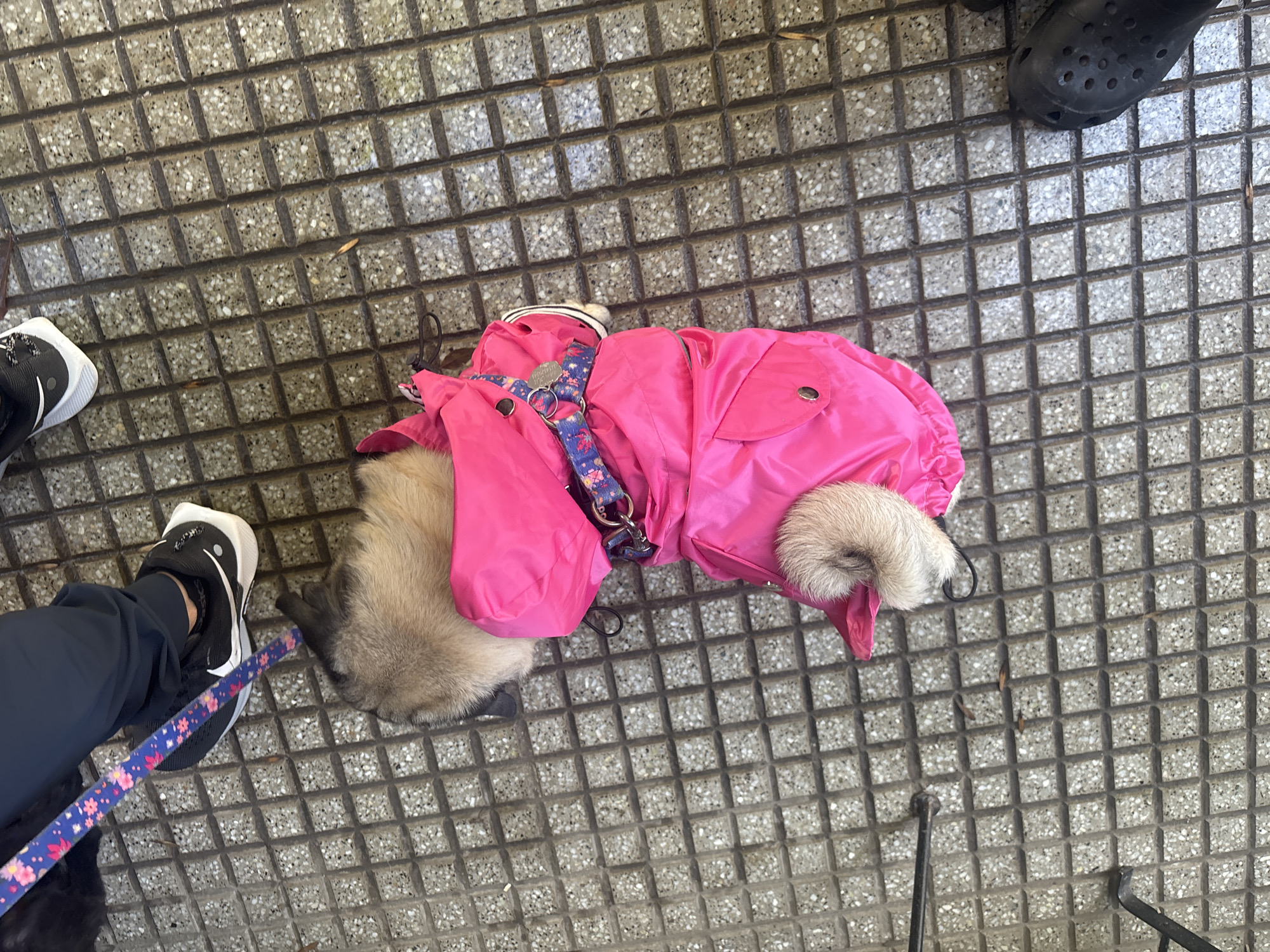 Captured from an overhead perspective, the image depicts a small to medium-sized dog resting on a patterned sidewalk in what appears to be Buenos Aires, Argentina. The dog is the central subject, lying or sitting on the ground, enveloped in a vibrant fuchsia pink raincoat or jacket, which largely covers its body. Light brown or tan fur is visible at the dog's neck and hindquarters, peeking out from the garment. A blue leash, adorned with a delicate floral pattern of small pink flowers, is attached to a harness on the dog's back, near a visible silver dog tag.
Surrounding the dog, several human elements are visible. On the left side, a person's left foot, dressed in a black and white Nike sneaker and dark pants, is seen near the dog, with the floral leash extending towards the animal, implying the person is holding it. On the upper right, another person's right foot, wearing a black Croc-style shoe, is partially visible. Further to the bottom right, dark metal poles or legs of an object, possibly a stroller or portable chair, suggest the presence of additional people or items.
The setting is an outdoor paved area, likely a city sidewalk. The ground is characterized by distinctive light grey concrete or stone tiles arranged in a grid pattern, with darker grout lines. The surface of the tiles appears slightly textured and speckled. Small, scattered dried leaves are visible on the ground. The natural lighting suggests it is daytime. Despite the dog wearing a raincoat, which might hint at damp weather, the visible ground appears dry. The scene captures a tranquil, everyday moment of an outdoor walk or break.