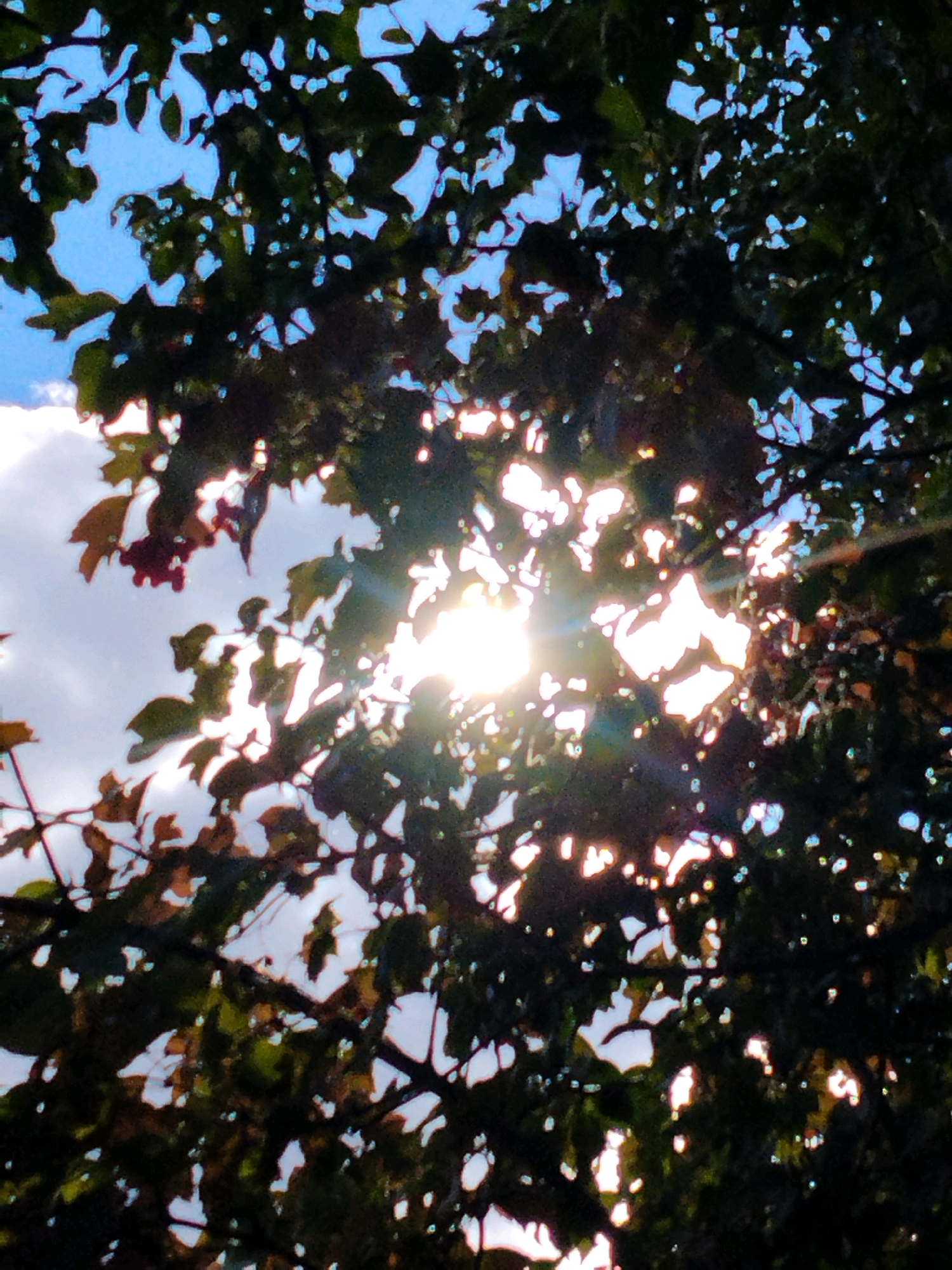 The image depicts sunlight filtering through the leaves of a tree. The sun's rays create bright, lens-flare-like effects as they pass through the foliage, illuminating patches of the sky and clouds. The leaves are dark green, with some appearing slightly lighter or reddish, suggesting they might be nearing autumn. The overall scene is viewed from below, looking up into the canopy. The location is identified as Hoholeve, Ukraine, though no specific landmarks or contextual elements within the image confirm this. There are no people or discernable objects other than the tree and the sky. The photograph is taken in natural light, with the sun being the primary light source.