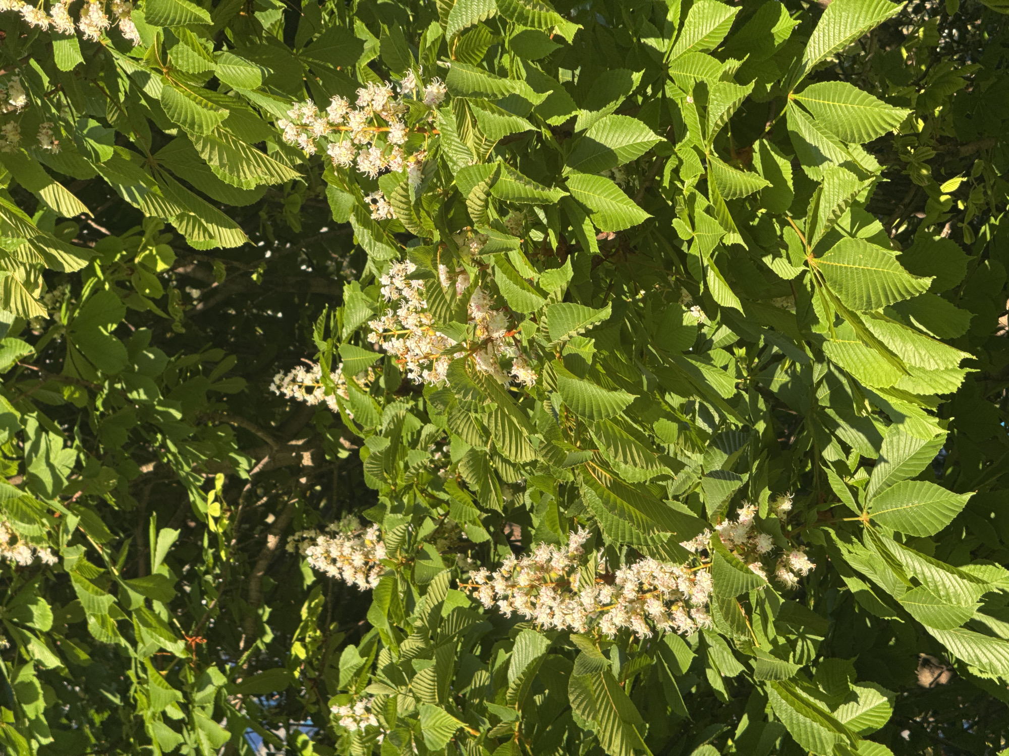 The image shows the lush foliage and blooming flowers of a horse chestnut tree. The leaves are large, palmate compound leaves with multiple leaflets radiating from a central point. The flowers are white with delicate petals, clustered together on upright panicles. The scene is brightly lit with sunlight. There are no people visible. The image was taken in Batumi, Georgia.