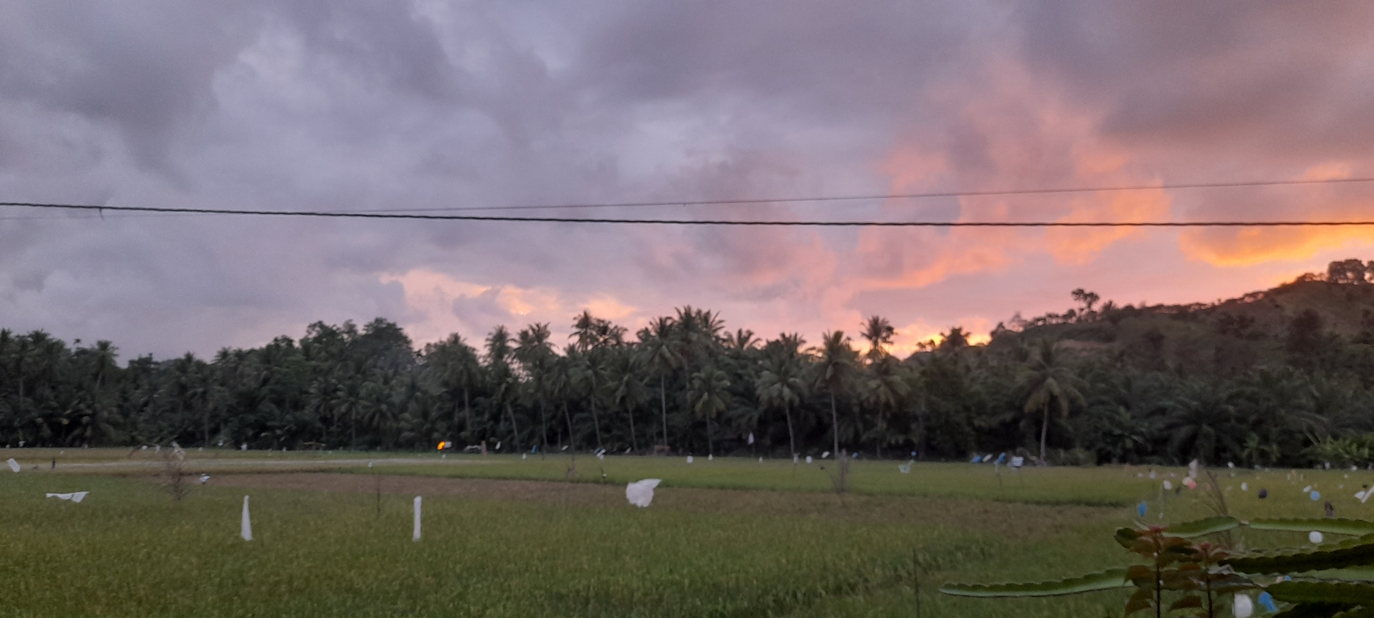 The image captures a rural scene in Palohpanyang, Indonesia, during a vibrant sunset. A lush, green rice field dominates the foreground, dotted with white fabric scarecrows. Behind the field, a dense line of palm trees stretches across the midground, separating the field from a low, tree-covered mountain range in the background. The sky is filled with dramatic, multicolored clouds, ranging from orange and pink near the horizon to grey and purple overhead. A single power line cuts across the top of the frame. A dragon fruit plant is visible in the lower right corner of the frame. There are no people visible.