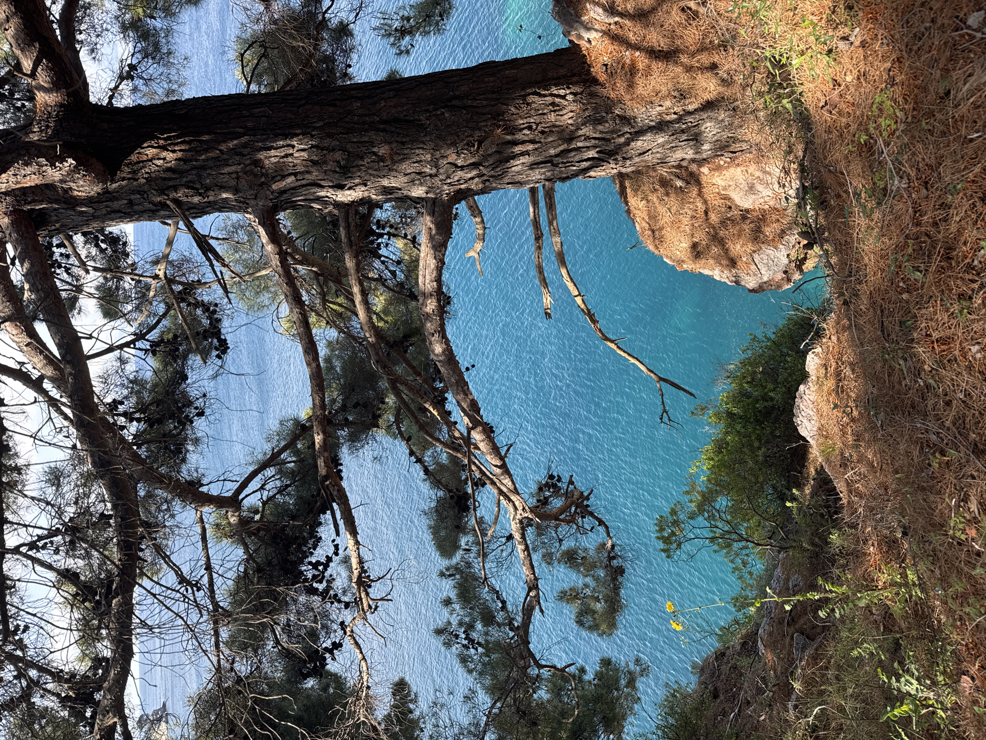 The photograph is taken from a low vantage point, looking upwards through a tree towards the Adriatic Sea in Petrovac na Moru, Montenegro. The thick trunk of a pine tree dominates the top of the frame. The tree's branches are sparse and covered in pine cones. Beyond the tree, the turquoise water of the sea is visible. The edge of a cliff is on the right side of the frame, covered in dry grass and shrubs. A few green bushes grow on the cliffside near the bottom of the image. In the distance, the sea stretches out to the horizon.
