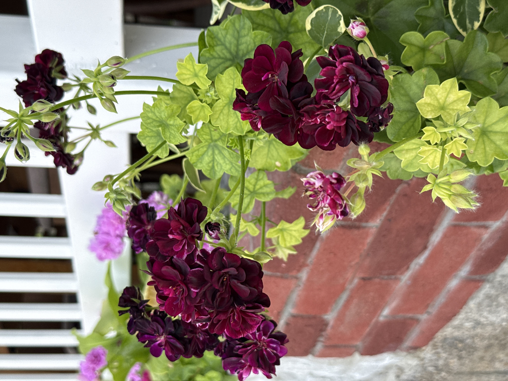 The image shows a close-up of dark red geranium flowers with green leaves against a background of a white railing and a red brick wall. There are also some lighter pink flowers and flower buds visible. The scene appears to be outdoors, possibly in a garden or on a balcony. The location in Grivitsa, Bulgaria is not explicitly indicated in the visual information provided in the image.