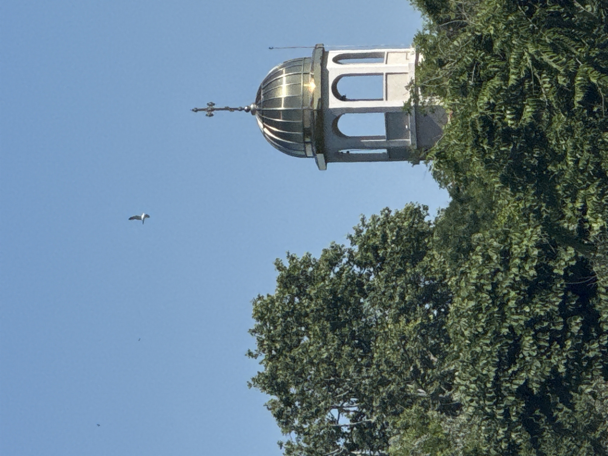 The image shows a clear blue sky above lush green trees, with the top of a church tower visible on the right side. The tower has a golden dome and a cross at its apex. A seagull is captured in flight against the sky. The scene appears to be from the Church of Saint George in Sozopol, Bulgaria. The church is a prominent landmark in the city, known for its distinctive architecture. The lush greenery suggests it is either spring or summer in Sozopol. The overall impression is one of a serene and picturesque setting.