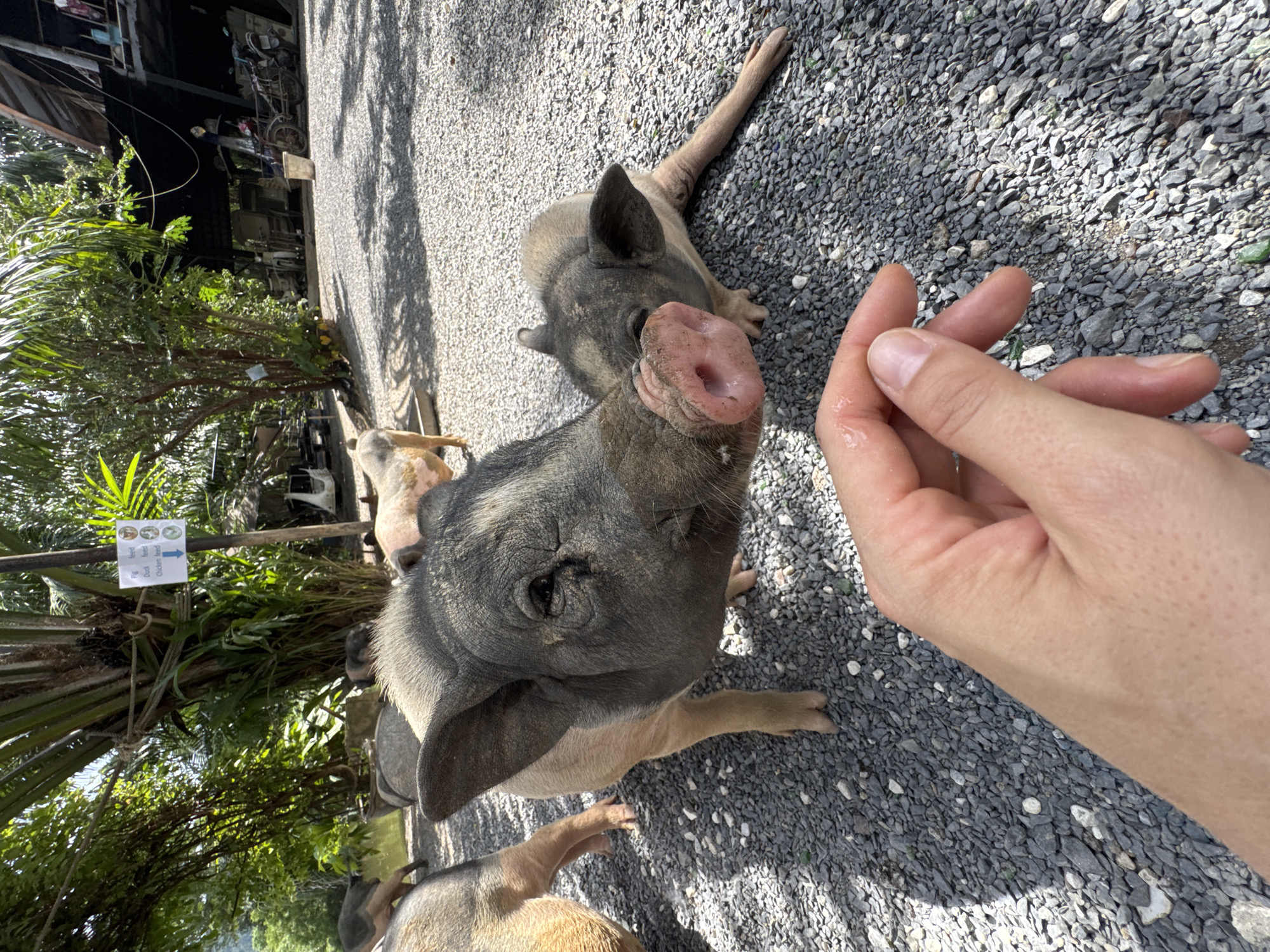 The image captures a close-up view of several miniature pigs in an outdoor, gravel-covered area, likely in Choeng Thale, Thailand. The foreground is dominated by a person's hand, out of focus, with a few visible droplets of water on the fingers, suggesting an interaction with the animals or the environment. Two pigs are prominent: a larger, dark-grey and tan pig is in the center, with its snout close to the camera, and a smaller, tan pig is to its right, partially obscured and looking downwards. The pigs appear curious and potentially receptive to interaction.
In the background, more pigs are visible, some further away. Lush green vegetation, including palm trees and other foliage, forms a natural backdrop, indicating a tropical or subtropical setting. A light blue sign with Thai writing and icons related to animal feeding is attached to a post amongst the trees, specifying "Pig feed," "Duck feed," and "Chicken feed." Beyond the vegetation, a structure with a dark roof and open sides, potentially an outdoor cafe or animal enclosure, is visible, along with a few bicycles and what looks like a white utility vehicle. The lighting suggests a bright, sunny day with dappled shadows cast by the trees onto the gravel. The overall scene conveys a friendly, interactive environment with farm animals in a rural or semi-rural tourist setting.