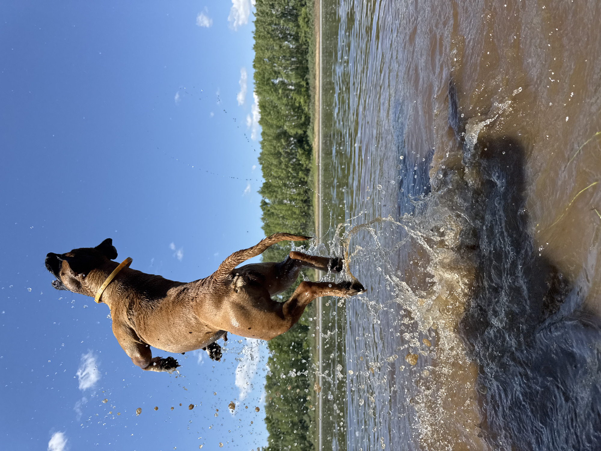 A brown dog is captured mid-air, leaping out of the muddy water of the Kama River in Chaikovsky, Russia. The dog, wearing a yellow collar, is suspended against a clear blue sky dotted with a few white clouds. Water splashes dramatically around its hind legs, indicating a powerful jump. The background features a dense line of green trees along the riverbank. The image is taken from a low angle, emphasizing the dog's dynamic movement and the expansive sky.