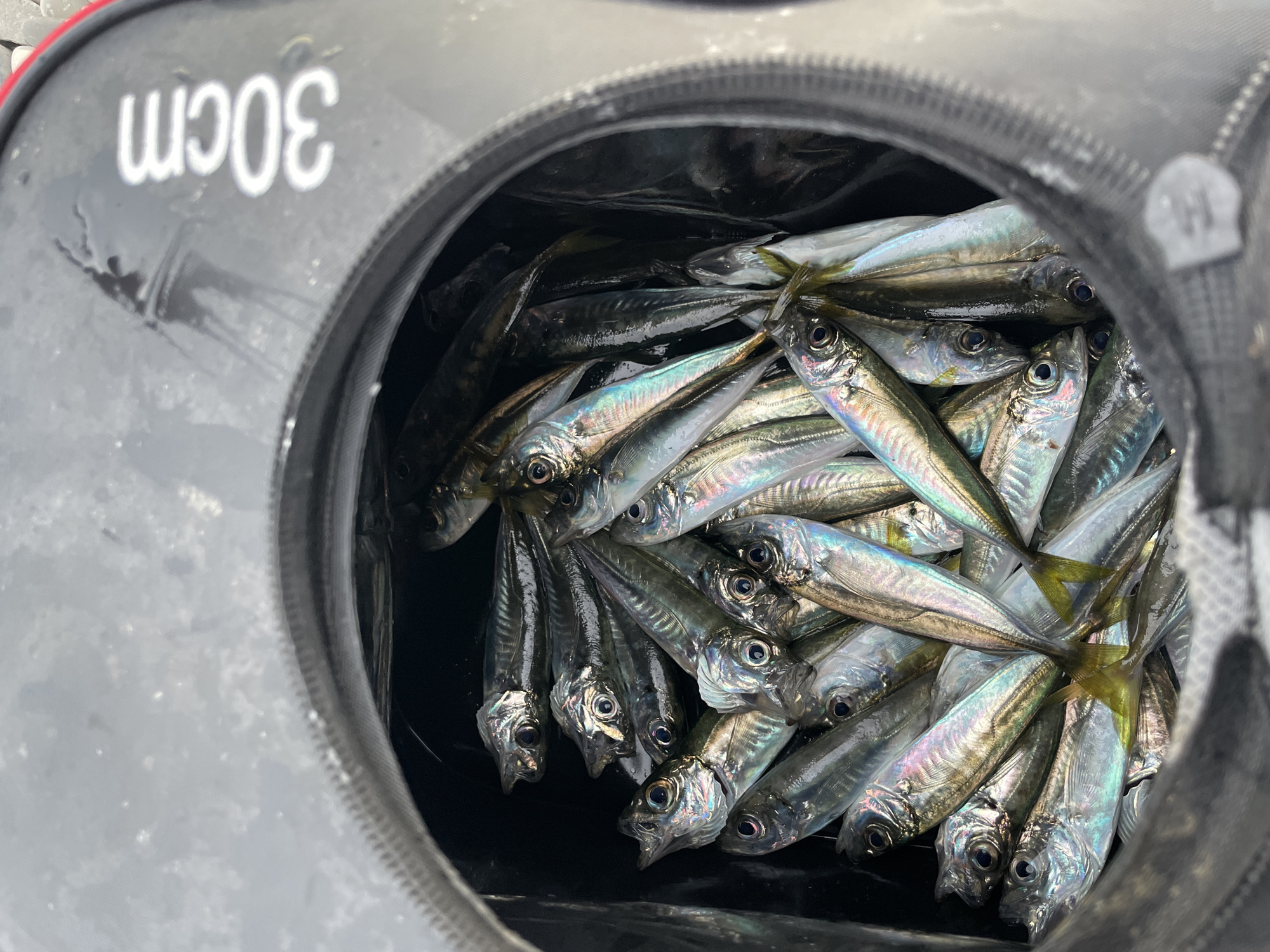 A bucket, labeled "30cm," is filled with numerous small, silvery fish. The fish are tightly packed, and their iridescent scales catch the light. The bucket is black and appears to be made of a flexible material. The location is unknown, and there is no indication of the image's origin or any information about Olginka, Russia. No people or actions are depicted.